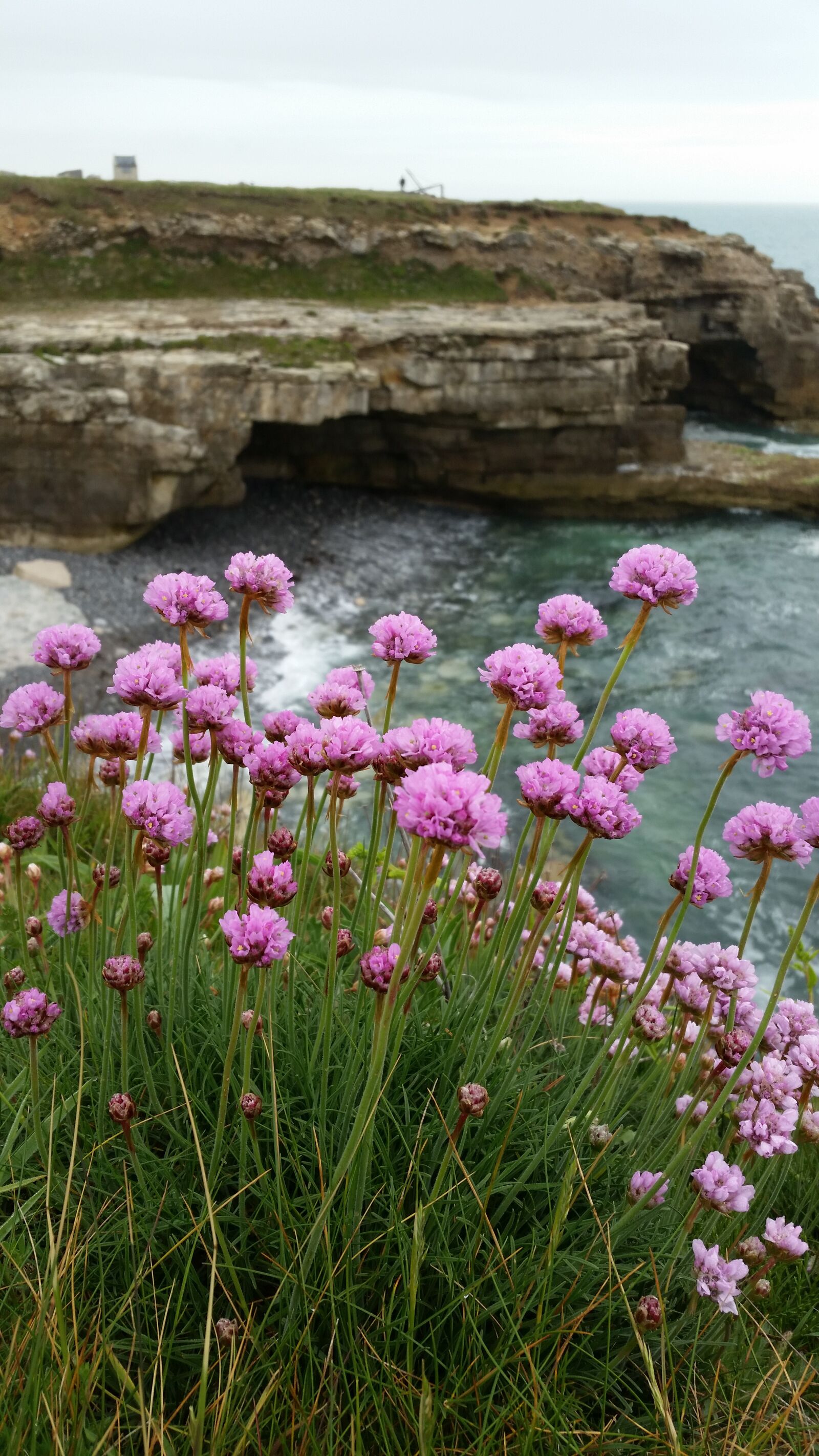 Samsung Galaxy S5 sample photo. Sea pinks, clifftop, sea photography