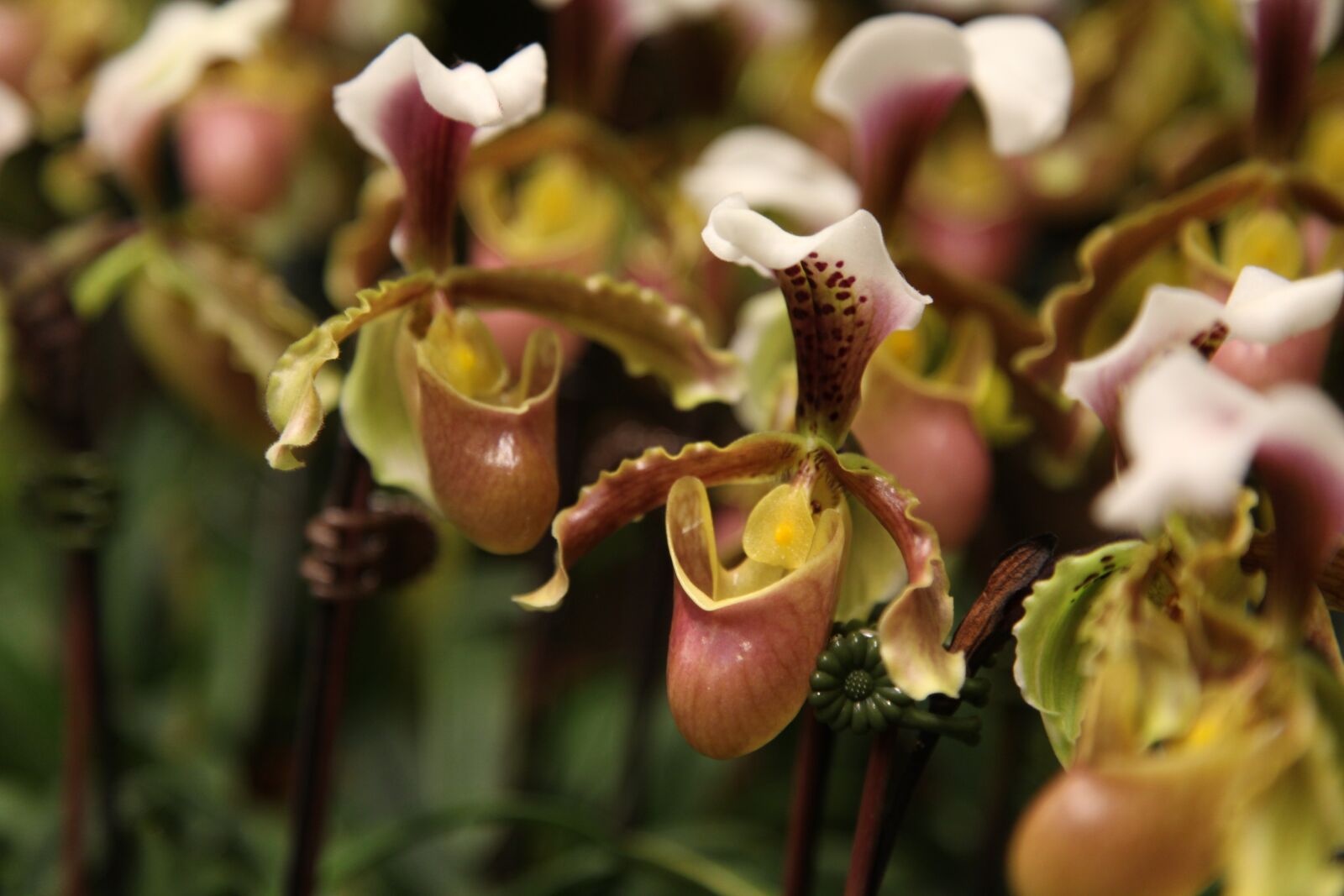 Canon EOS 5D Mark II sample photo. Orchids, flower, orchid photography