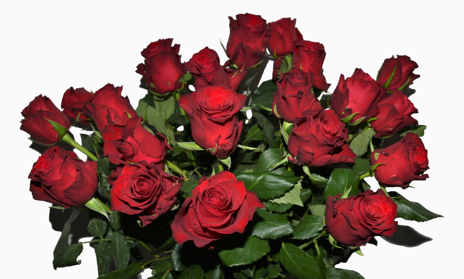 Nikon D5600 sample photo. Roses, bouquet of roses photography