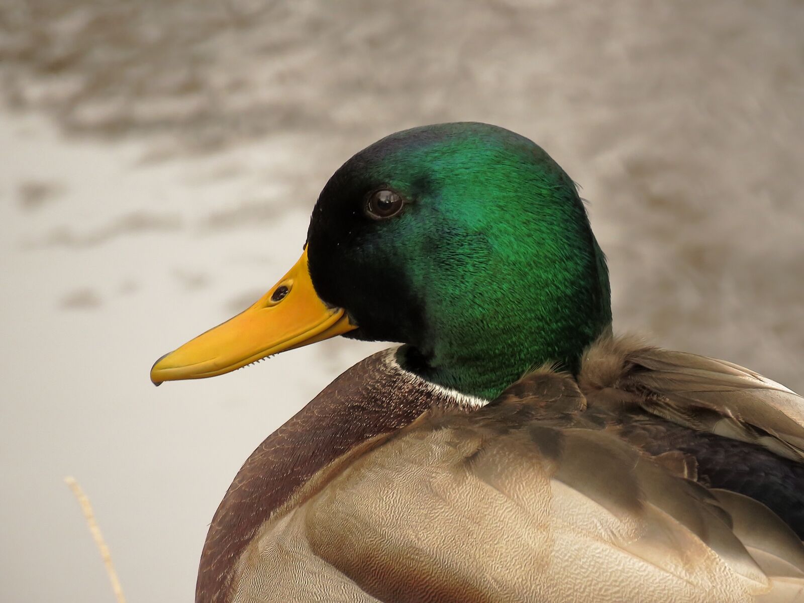Canon PowerShot SX60 HS sample photo. Mallard, drake, duck photography