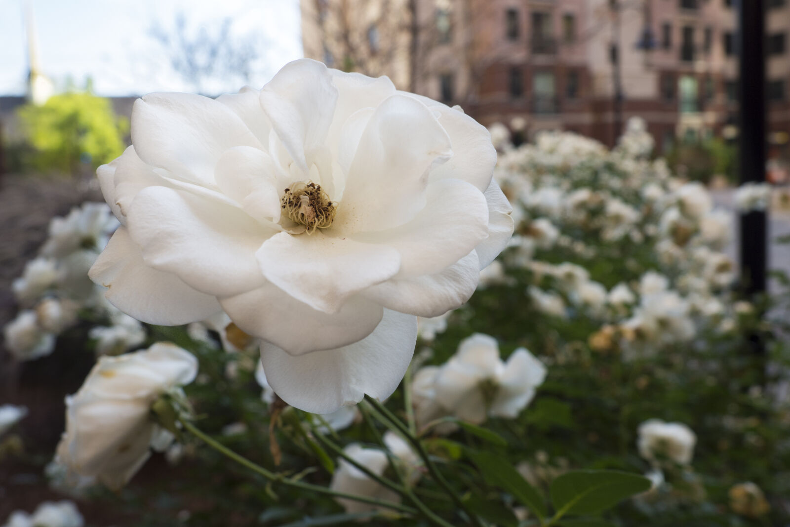 Olympus OM-D E-M10 II sample photo. Flower, nature, petals, pure photography