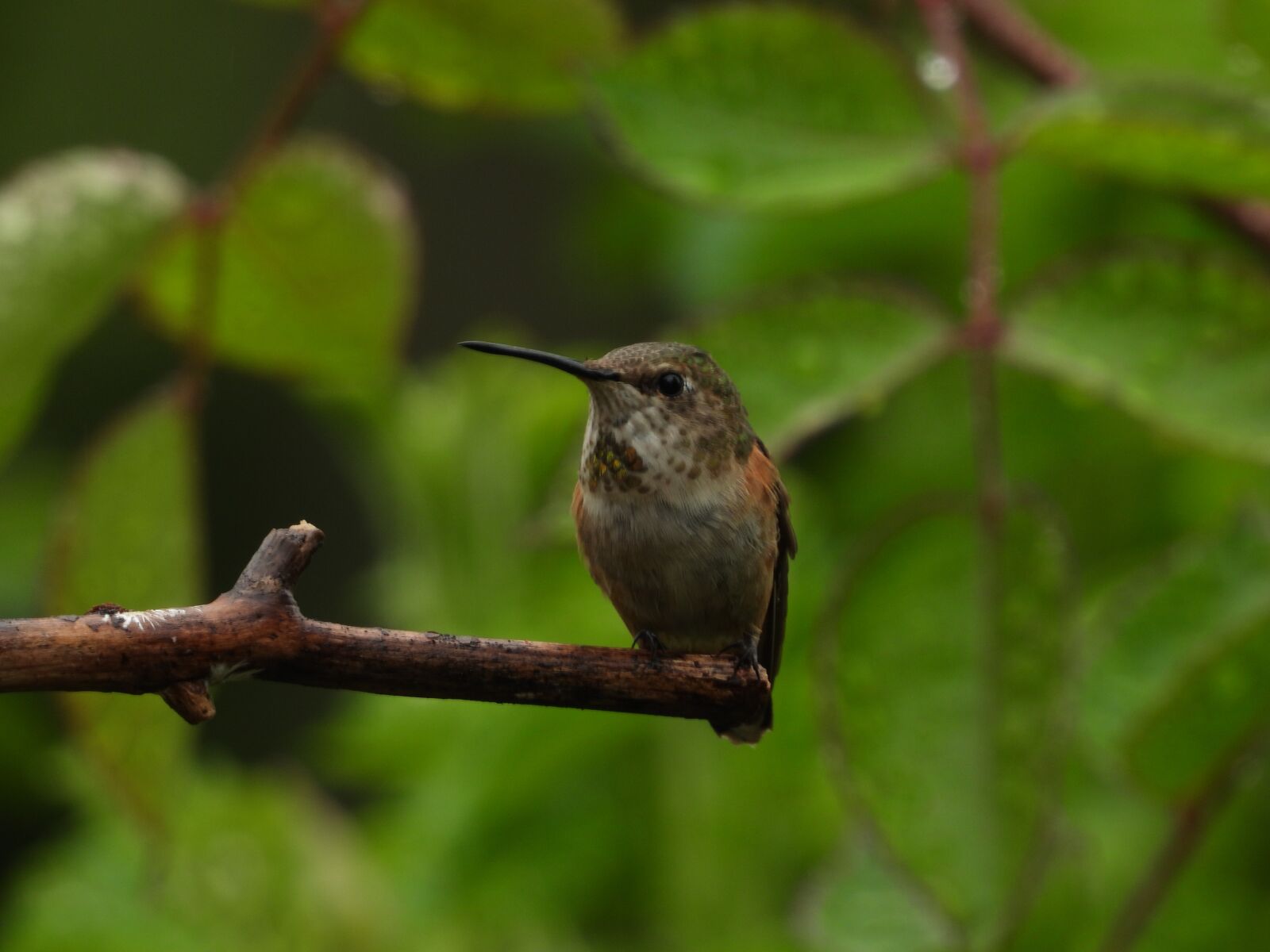 Nikon Coolpix P1000 sample photo. Hummingbird, wild, nature photography