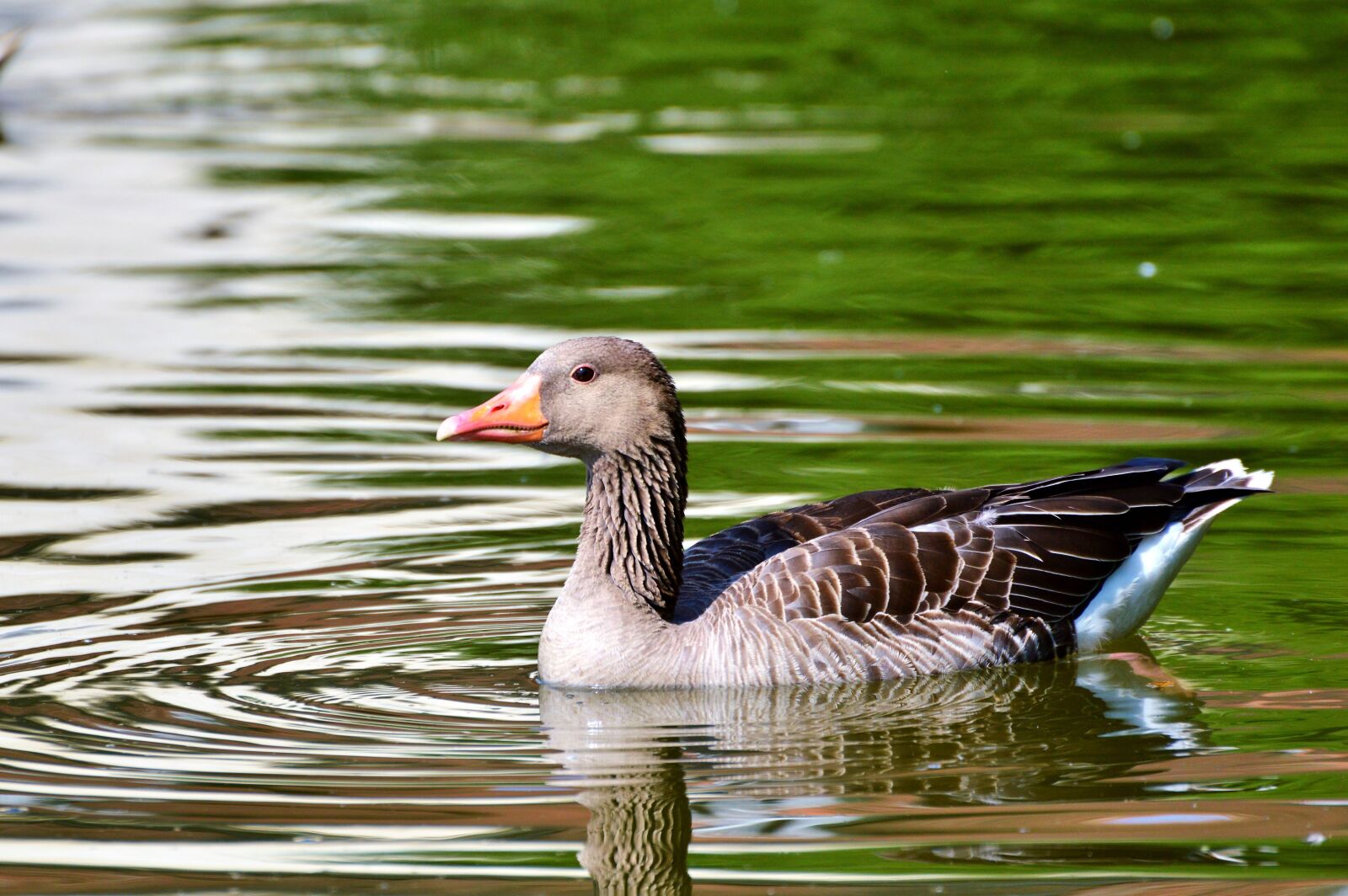 Nikon D3200 sample photo. Wild goose, goose, bird photography