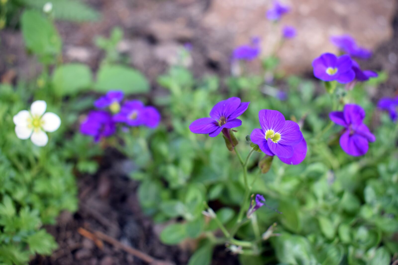 Nikon D5300 sample photo. Flower, bourdon, bud photography