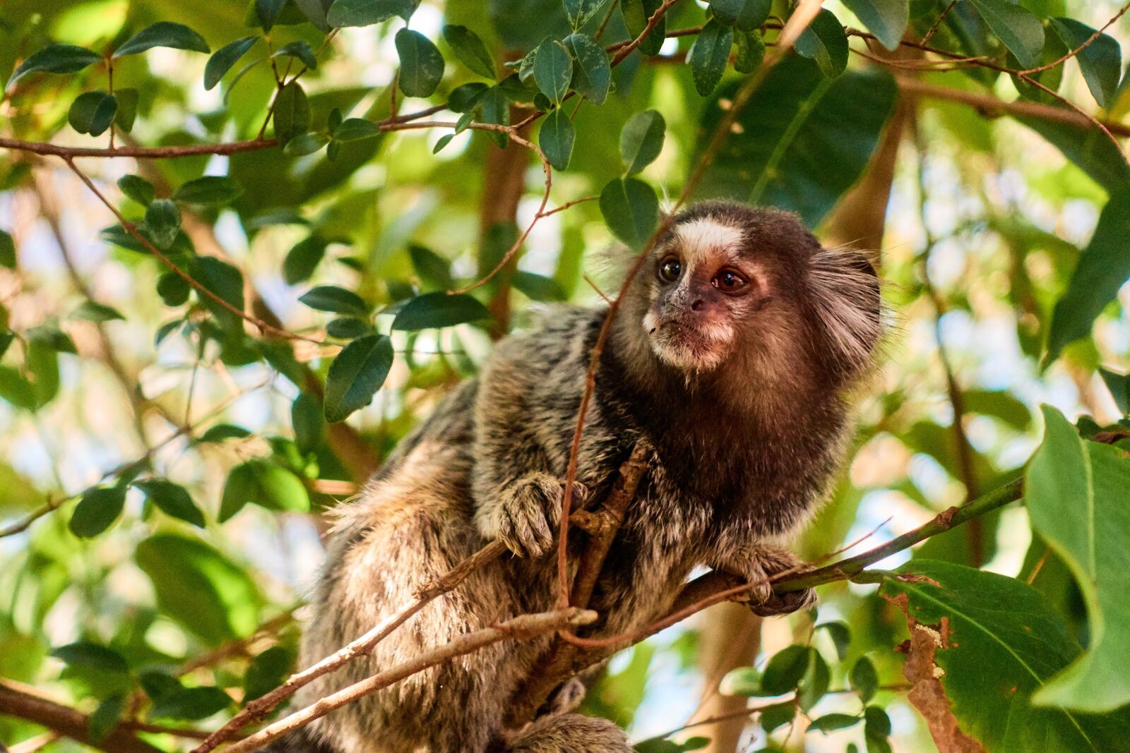 Sony Cyber-shot DSC-RX100 III sample photo. Rio de janeiro, monkey photography