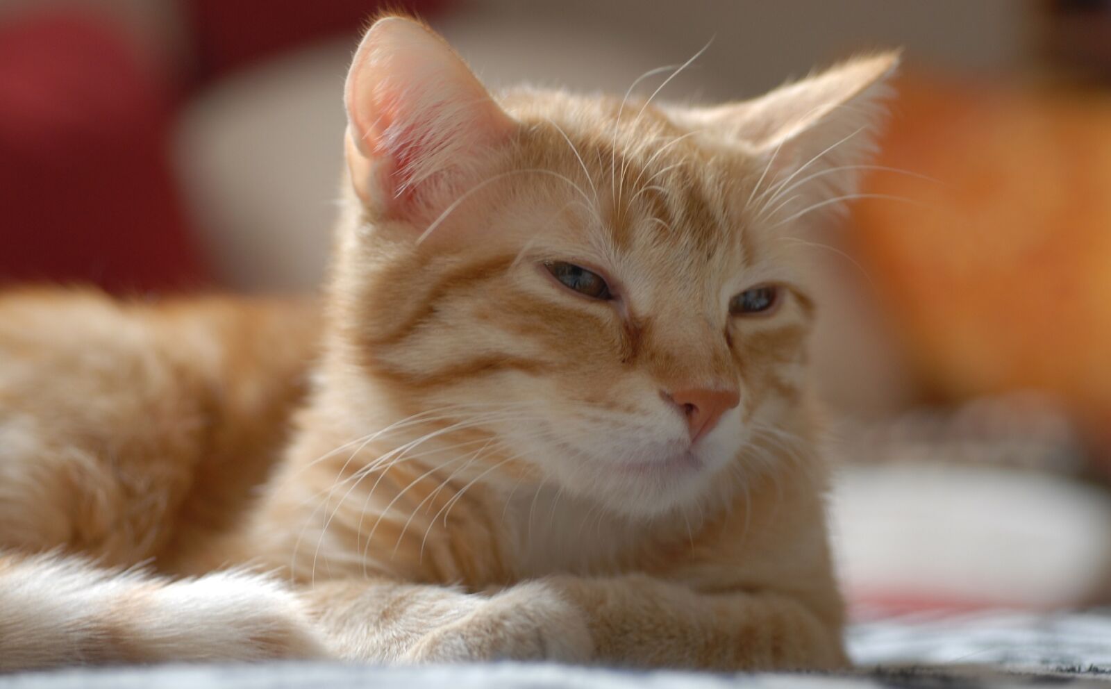 Nikon D200 sample photo. Cat, european shorthair, portrait photography