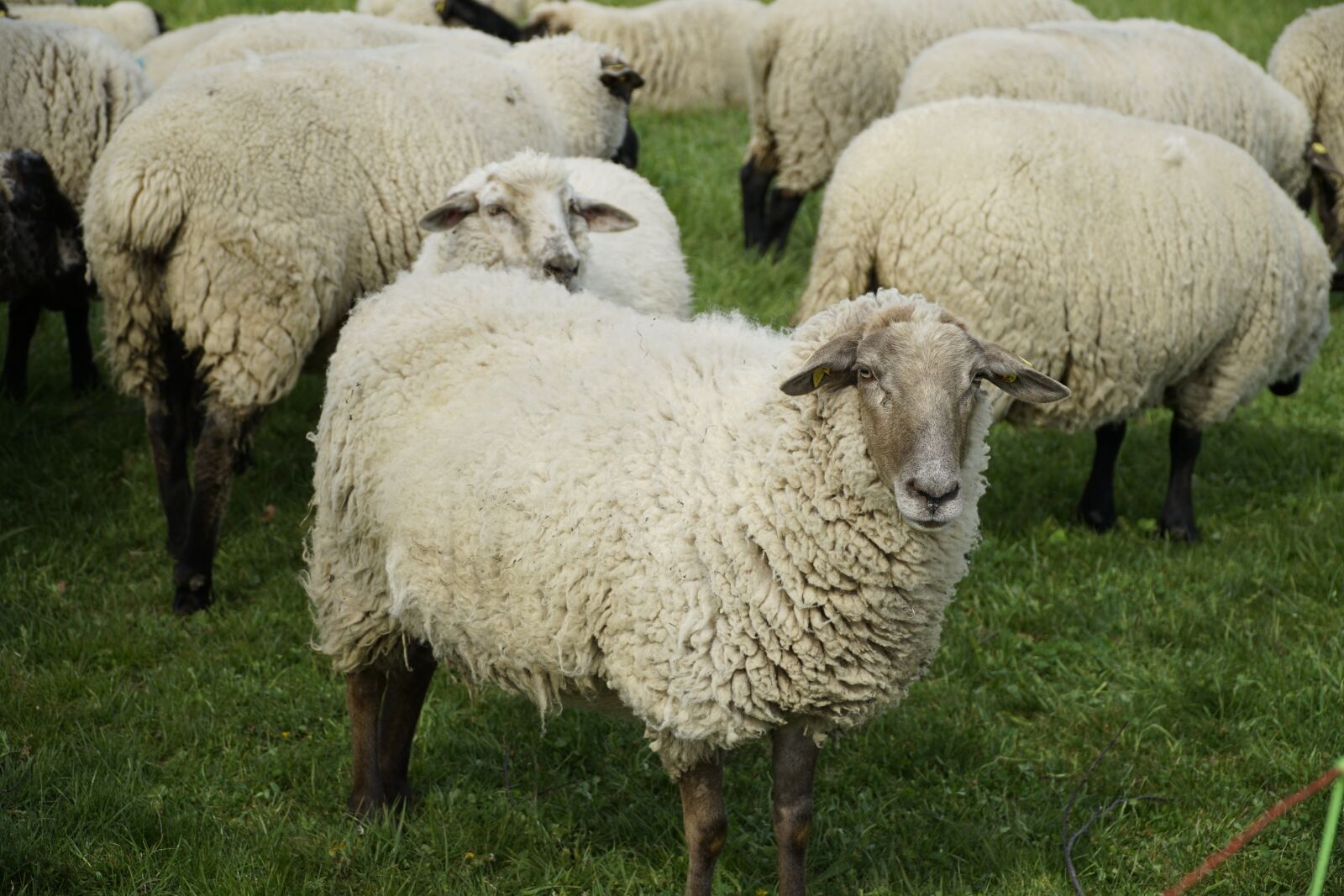 Sony a7R II + Sony E PZ 18-105mm F4 G OSS sample photo. Sheep, livestock, meadow photography
