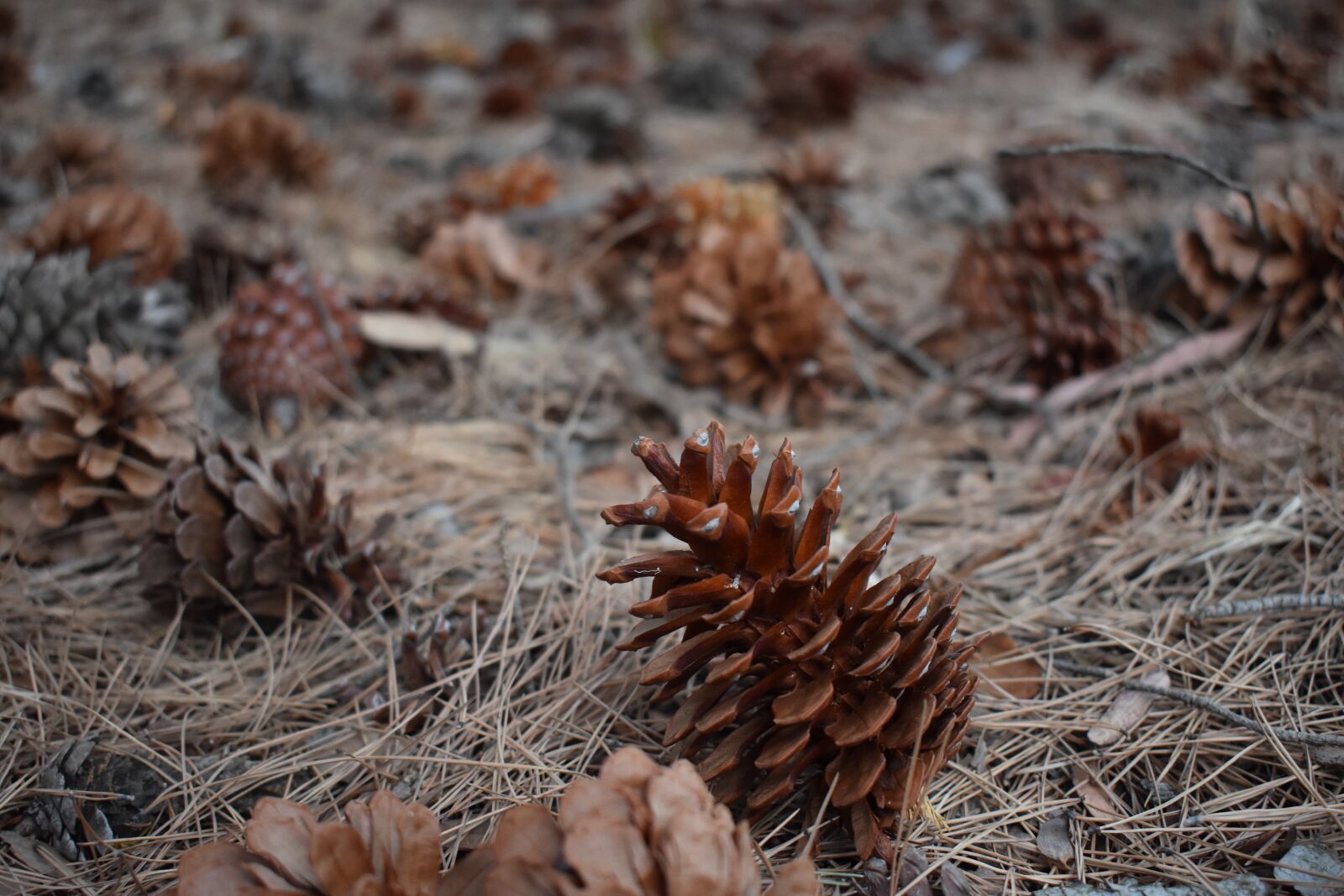 Nikon D3400 sample photo. Nature, closeup, desktop photography