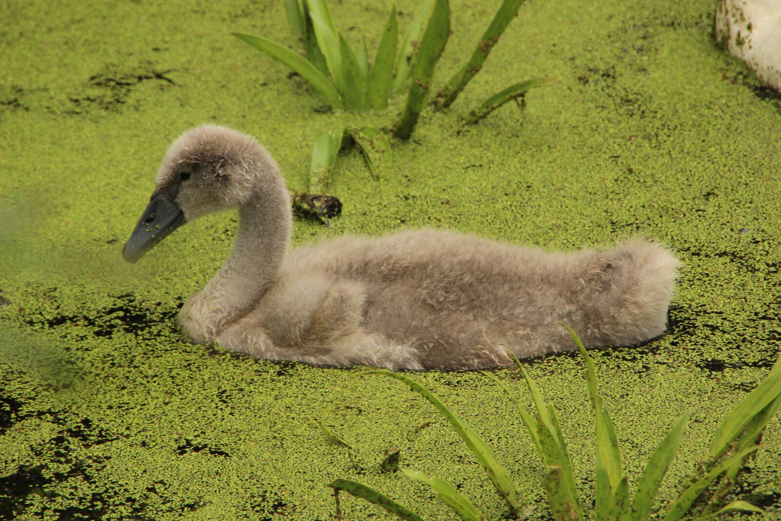 Canon EOS 600D (Rebel EOS T3i / EOS Kiss X5) sample photo. Swan, young, water bird photography