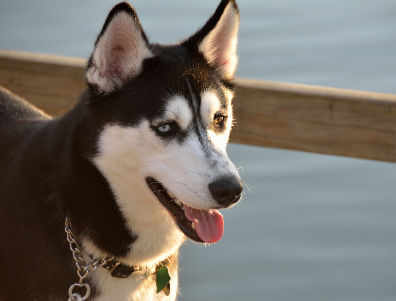Nikon D7000 sample photo. Husky, dog, profile photography