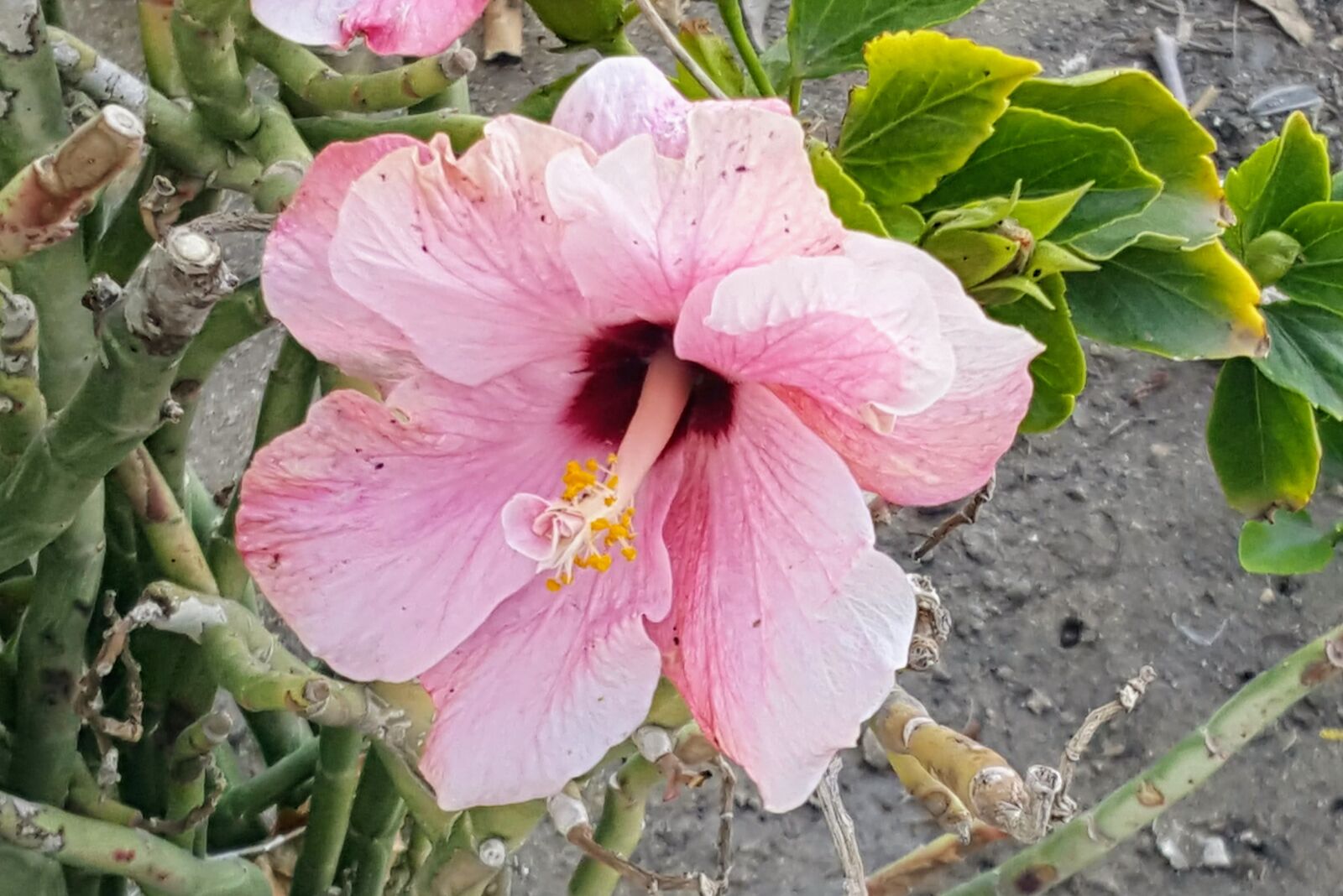 Samsung Galaxy Note5 sample photo