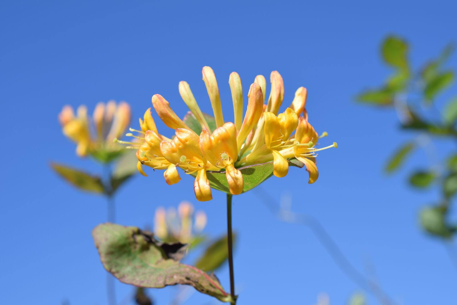 Nikon D3300 sample photo. Honeysuckle, flower, sky photography