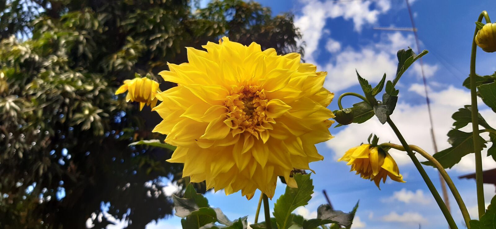 Samsung Galaxy A30 sample photo. Nature, flower, yellow photography