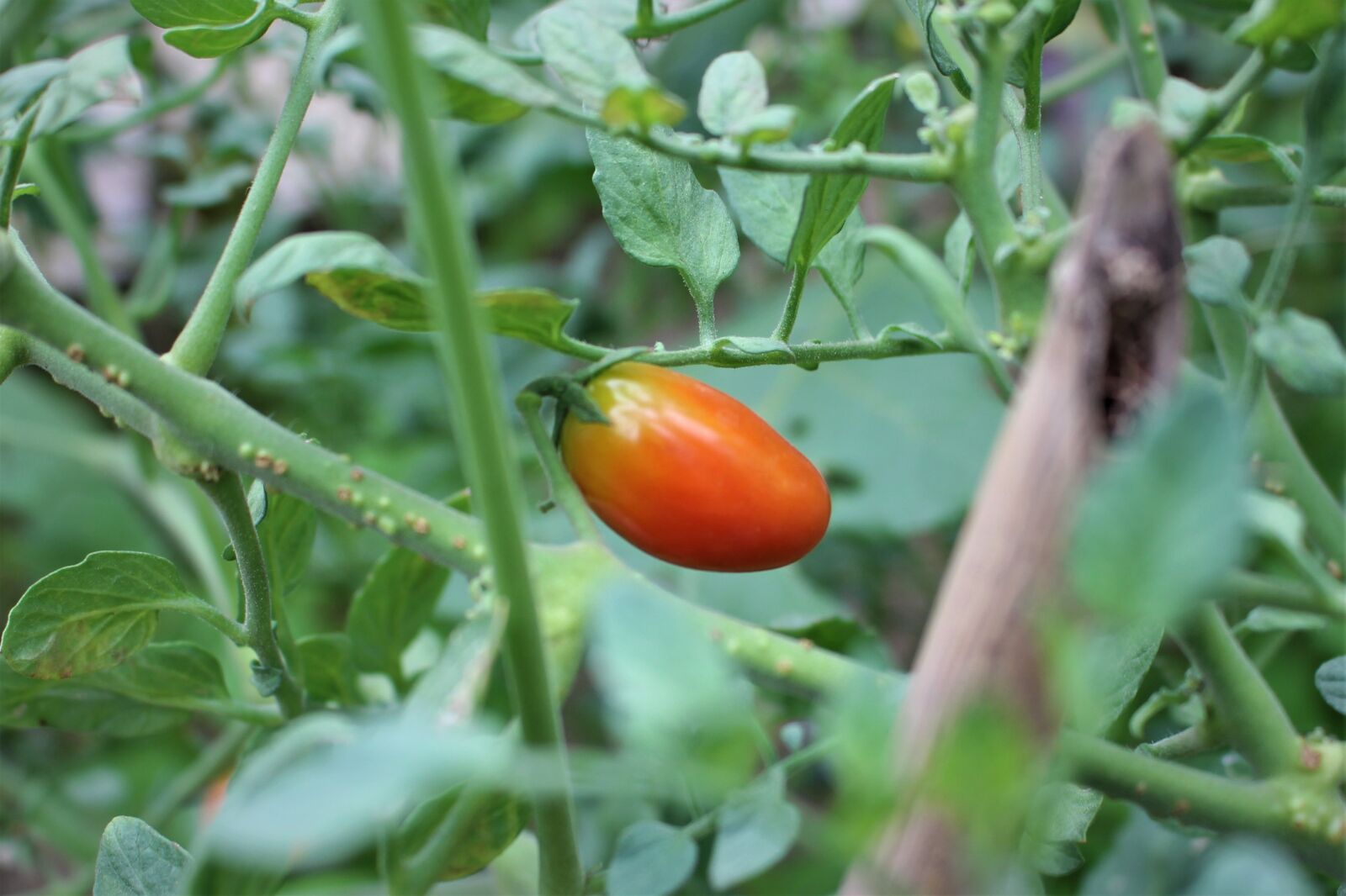 Canon EOS 700D (EOS Rebel T5i / EOS Kiss X7i) sample photo. Garden, tomato, vegetables photography