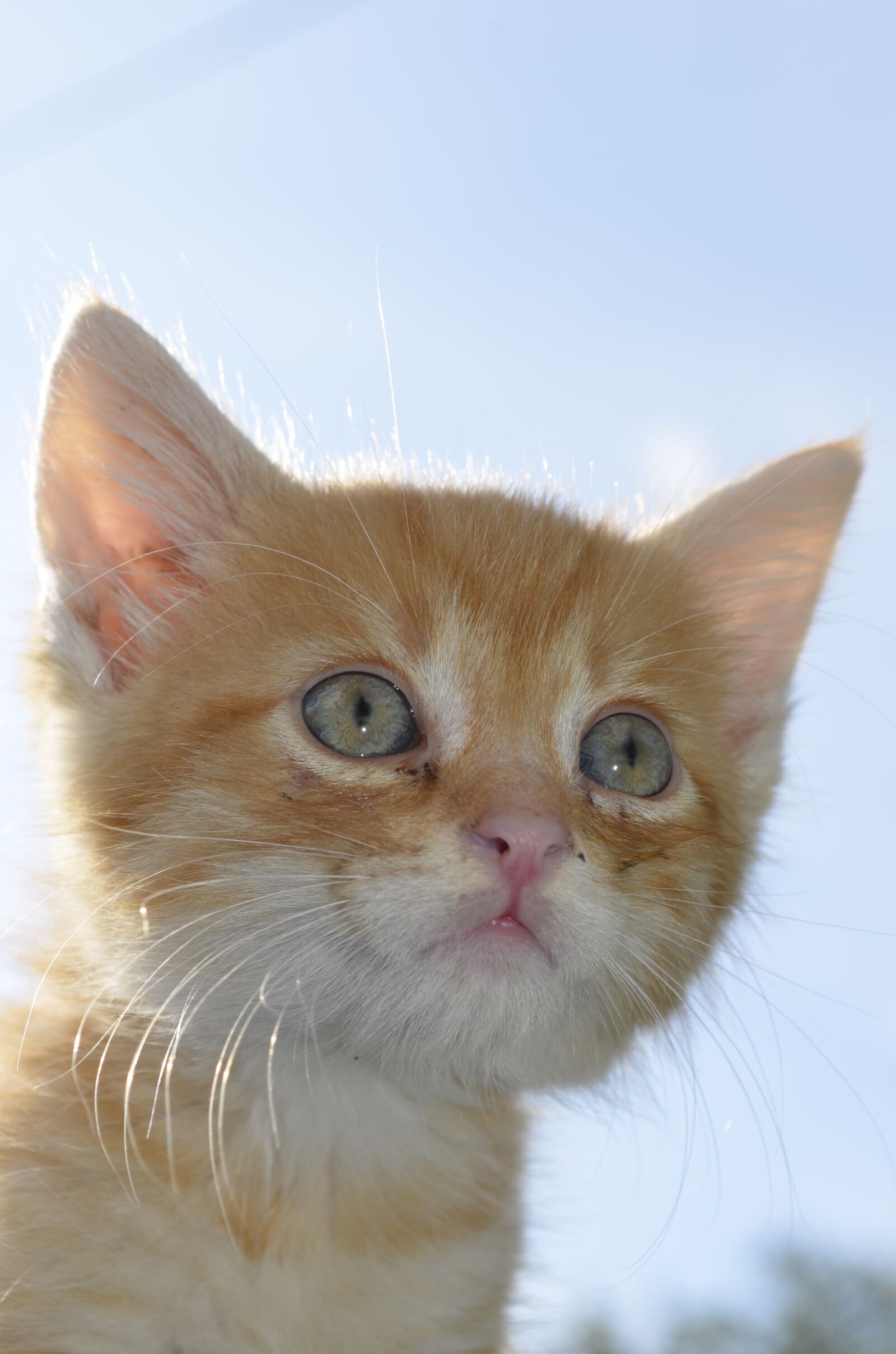 Nikon D5100 sample photo. Cat, vision, wanderlust photography