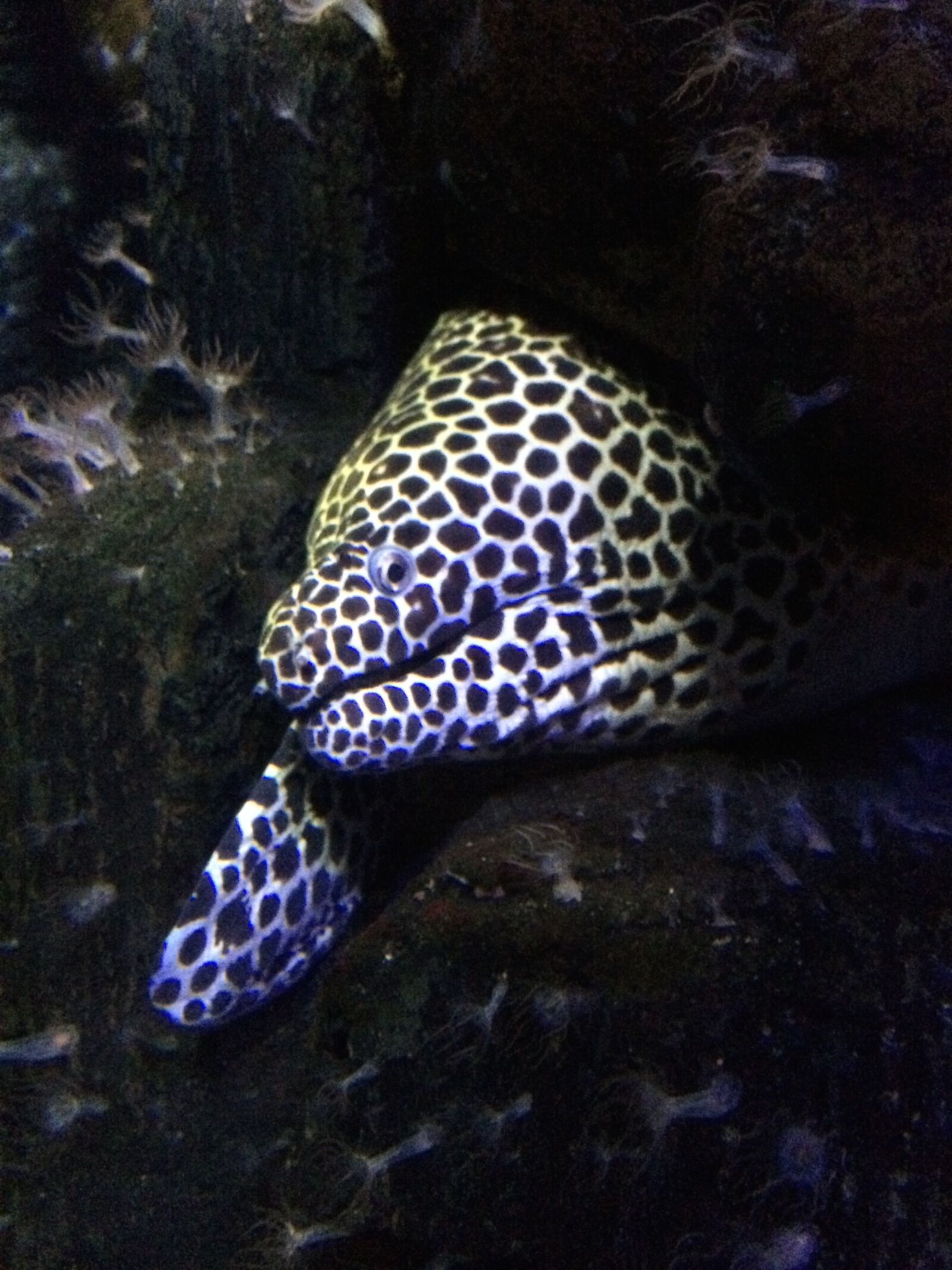 iPhone 5s back camera 4.12mm f/2.2 sample photo. Morene, aquarium, fish photography