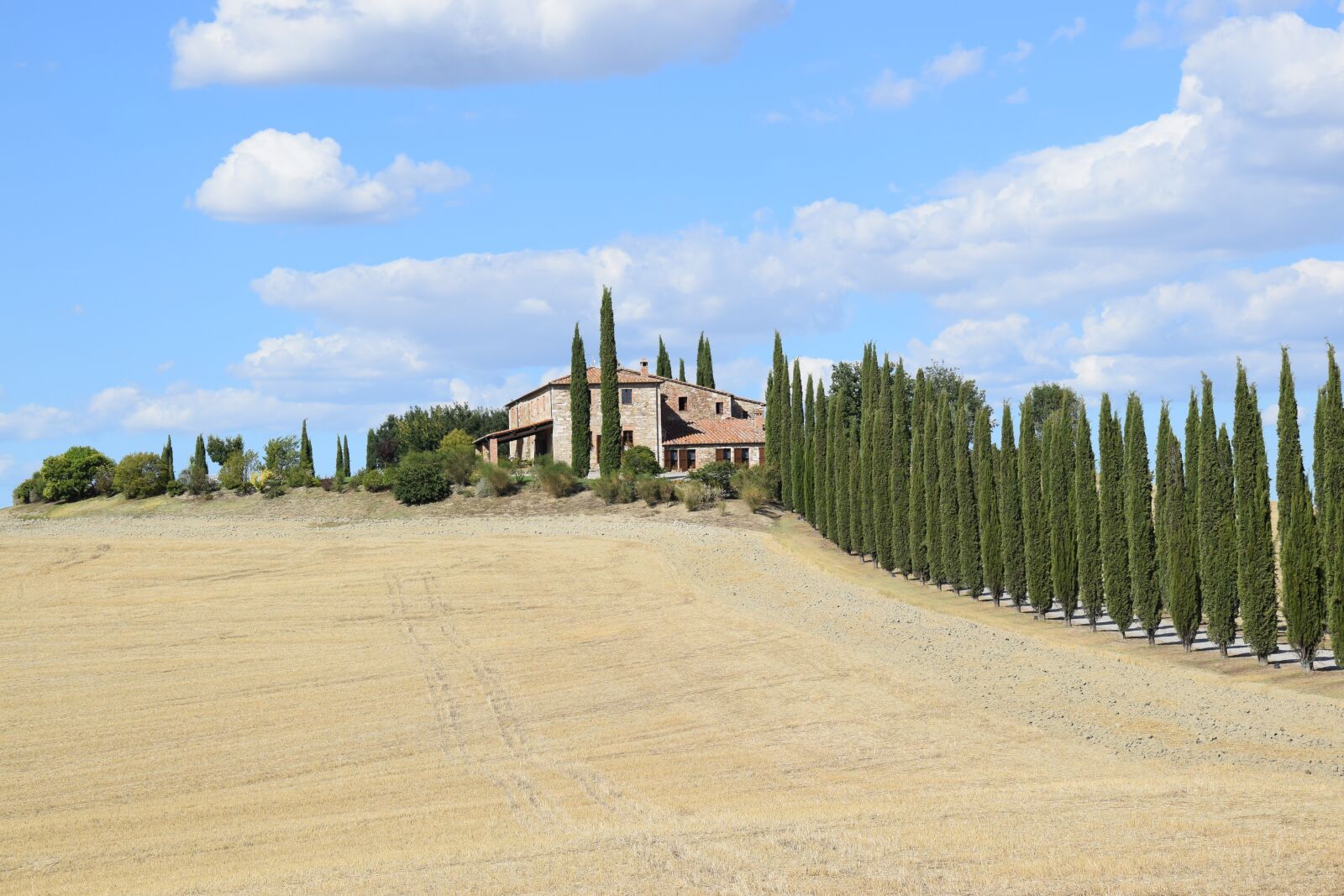 Nikon D5300 sample photo. Cypress trees, siena, viale photography