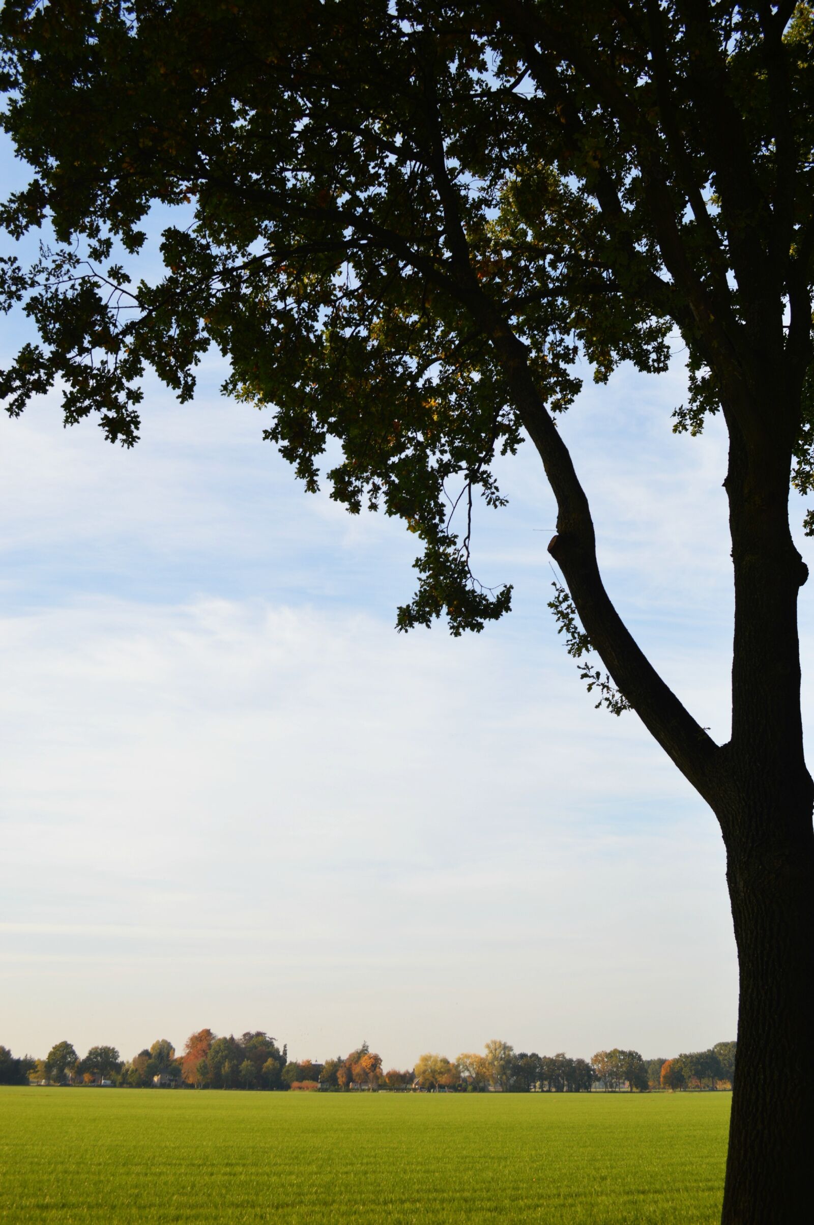 Nikon D3200 sample photo. Trees, on, landscape, against photography