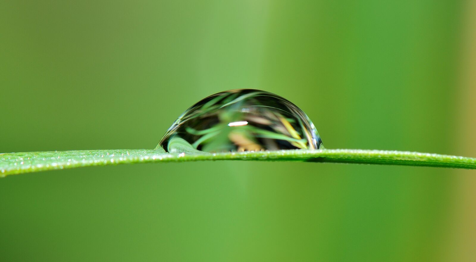 Nikon D5300 sample photo. Drop, water, grass photography