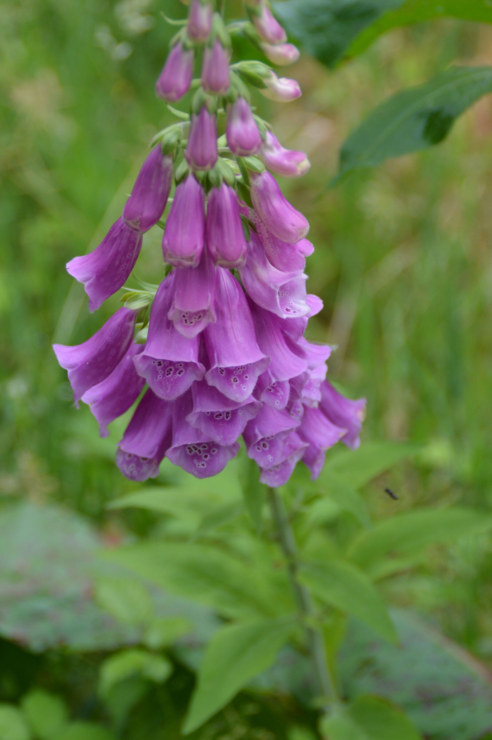 Nikon D3200 sample photo. Flowers, summer, nature photography