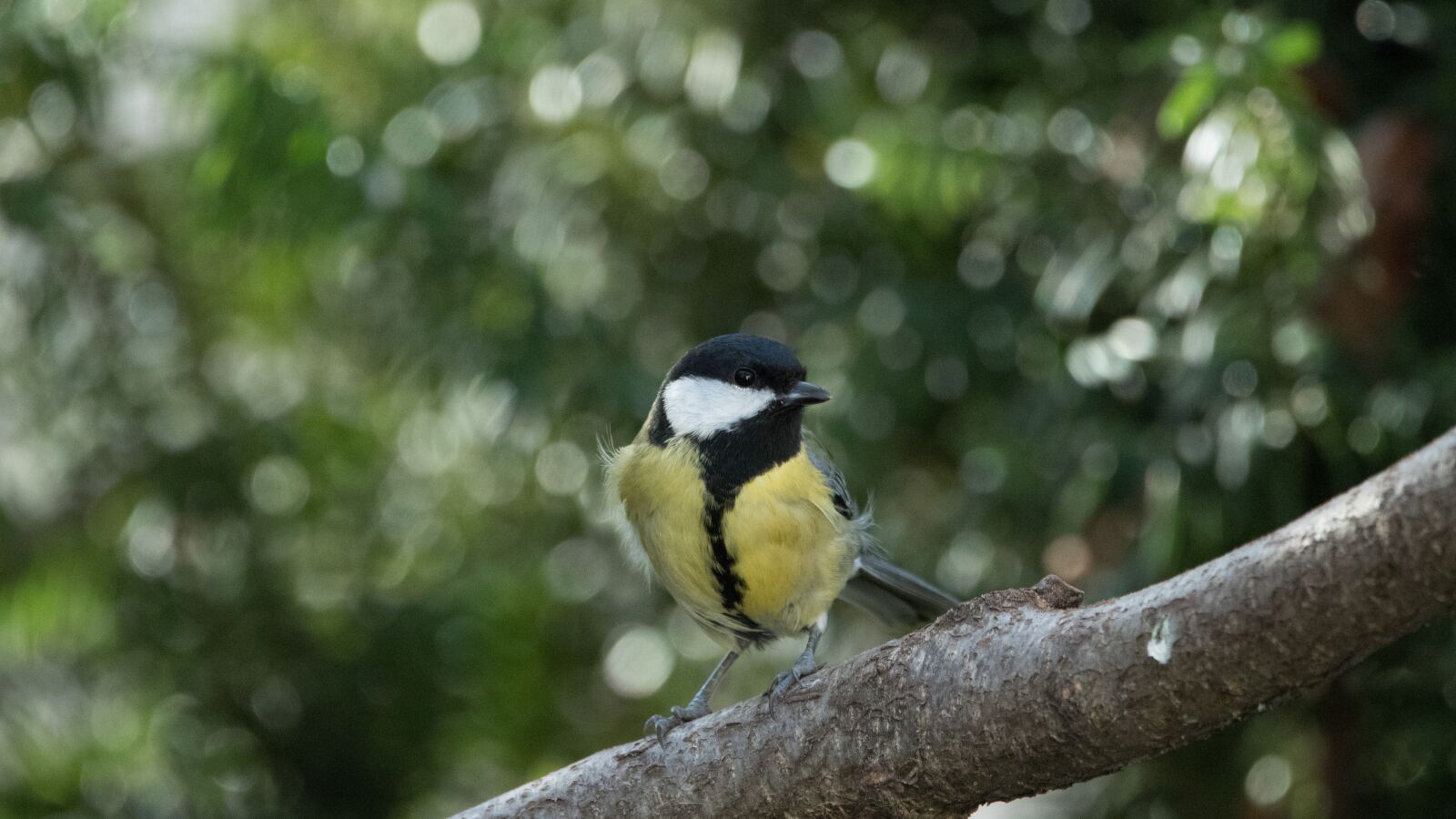 150-600mm F5-6.3 DG OS HSM | Contemporary 015 sample photo. Tit, bird, small bird photography