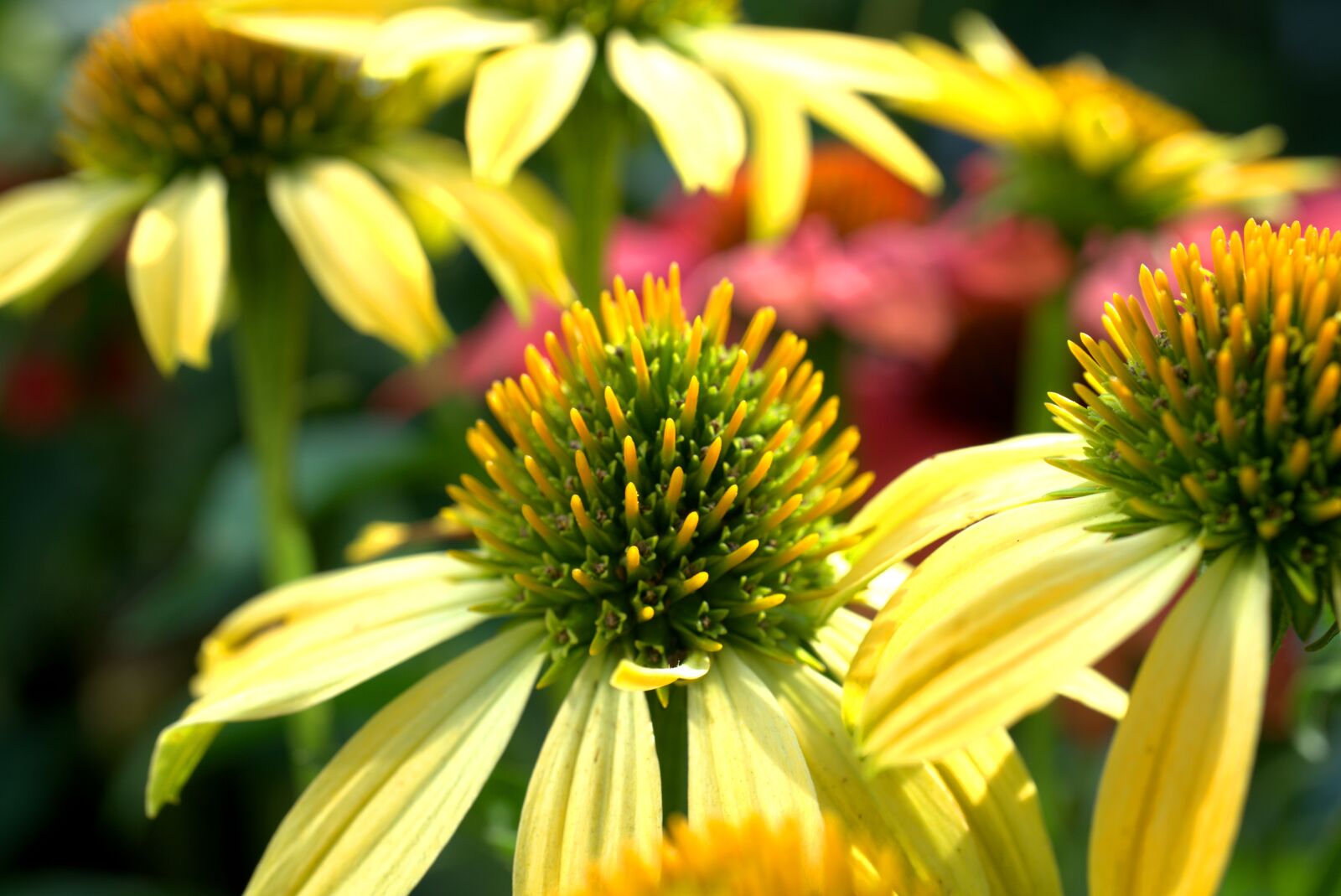 Sony a7 II + Sony FE 50mm F2.8 Macro sample photo. Coneflower, flower, garden photography