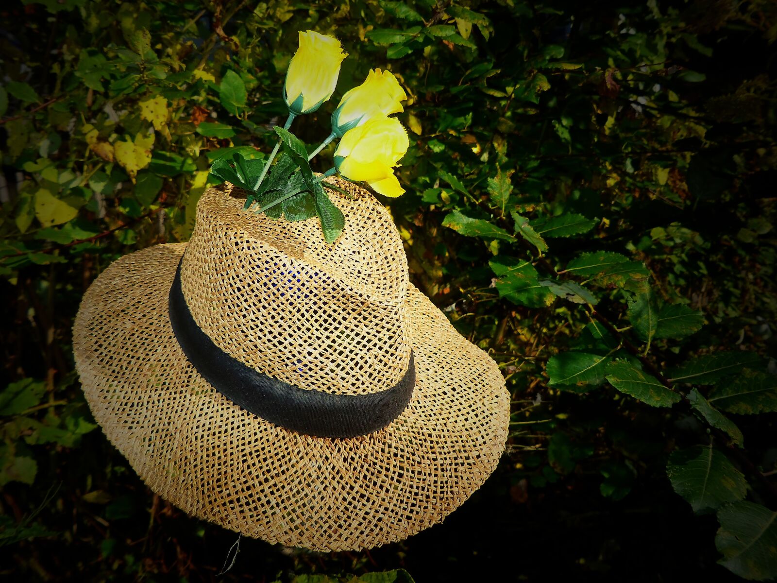Panasonic Lumix DMC-FZ200 sample photo. Straw hat, hat, coneflower photography