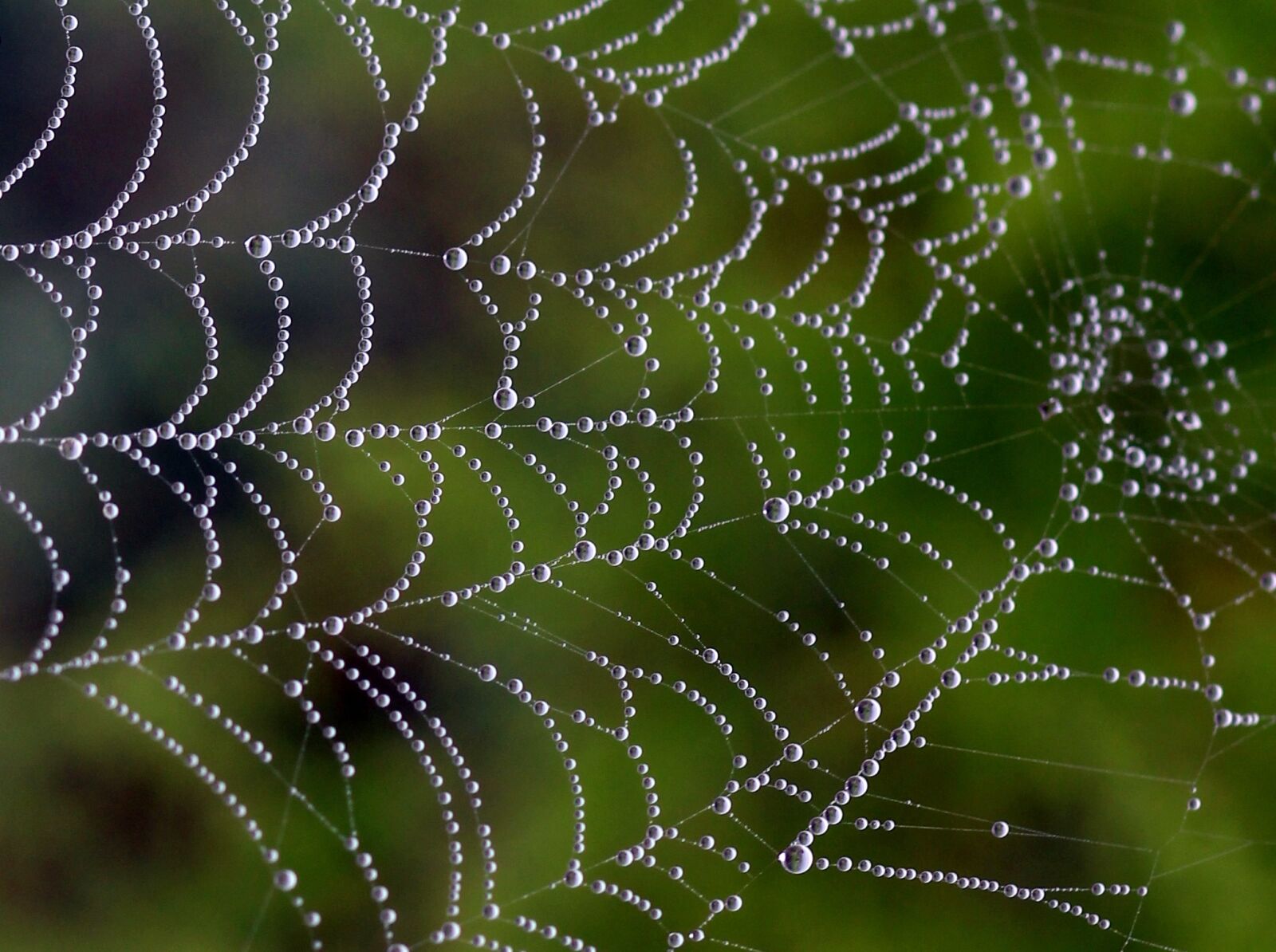 Canon EOS 700D (EOS Rebel T5i / EOS Kiss X7i) + Canon EF 85mm F1.8 USM sample photo. Spider web, drops, dew photography