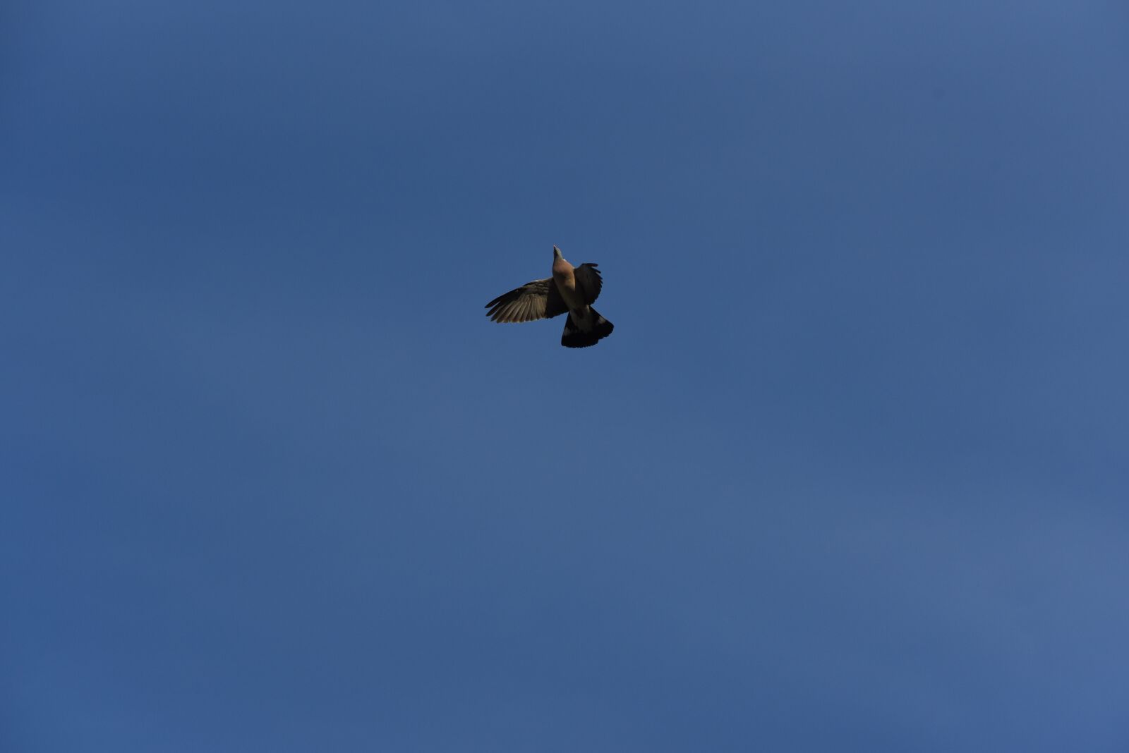 Nikon D750 sample photo. Bird, sky, angers photography