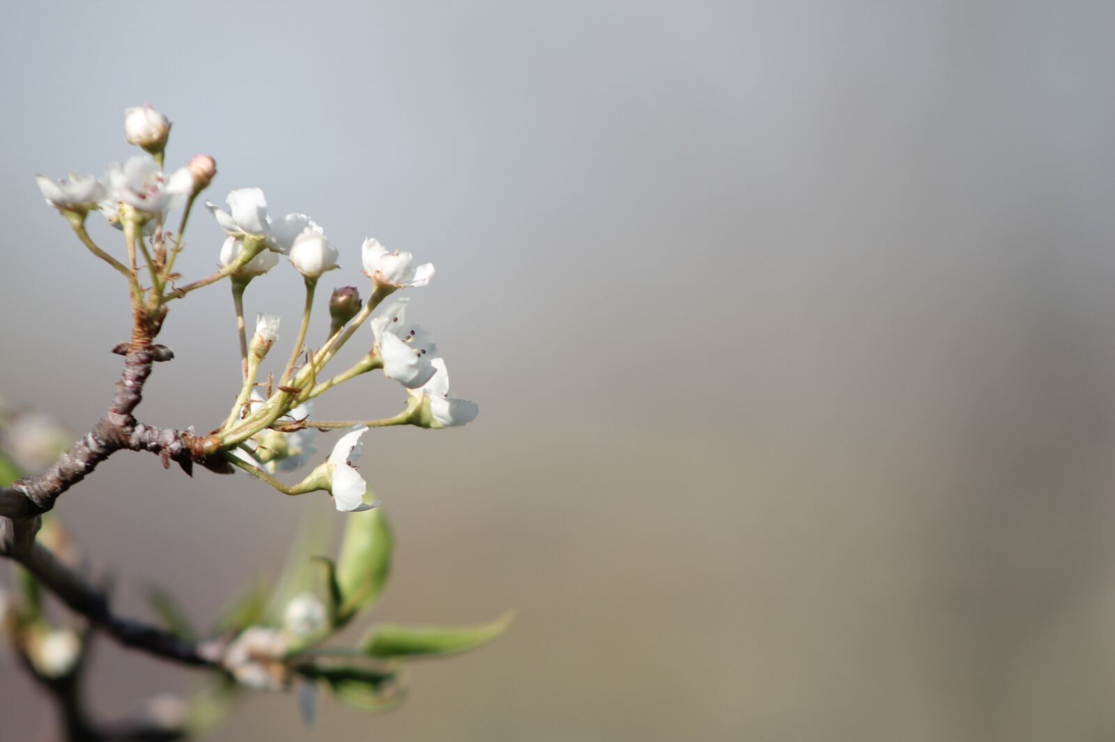 Canon EOS 1100D (EOS Rebel T3 / EOS Kiss X50) sample photo. Fruit tree, blossoms, spring photography