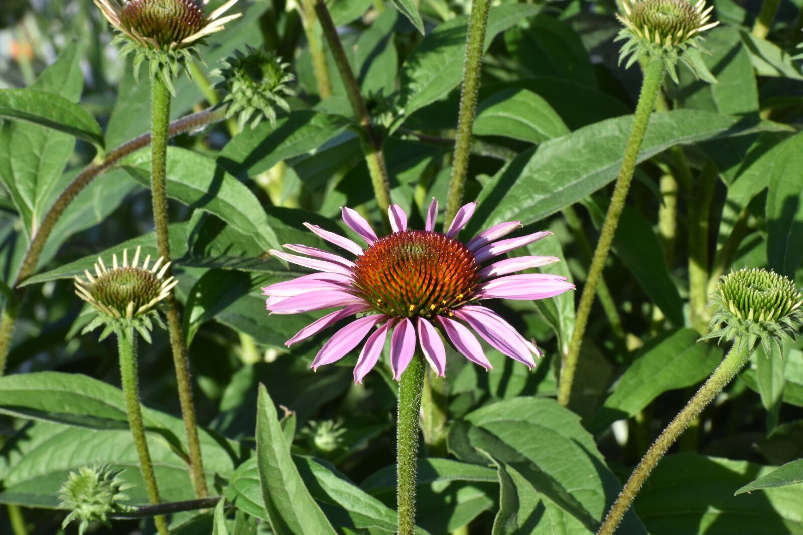 Nikon D3400 sample photo. Echinacea, purple, bush photography