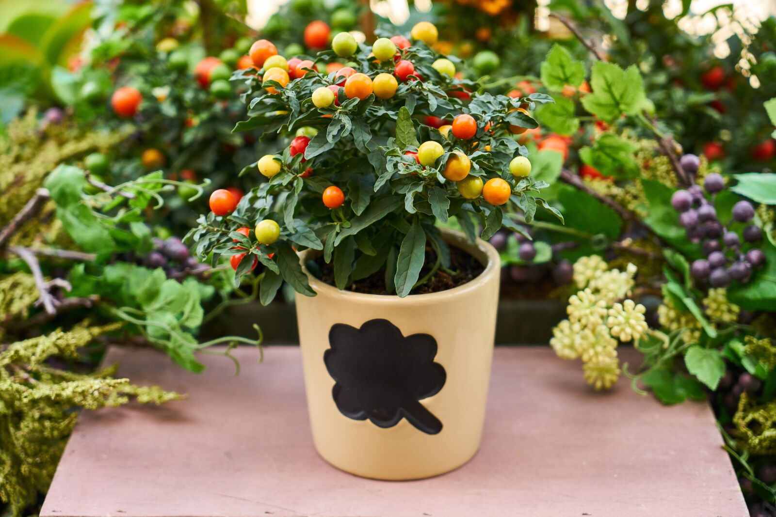Sony a7R II sample photo. Flower, flowerpot, nature photography