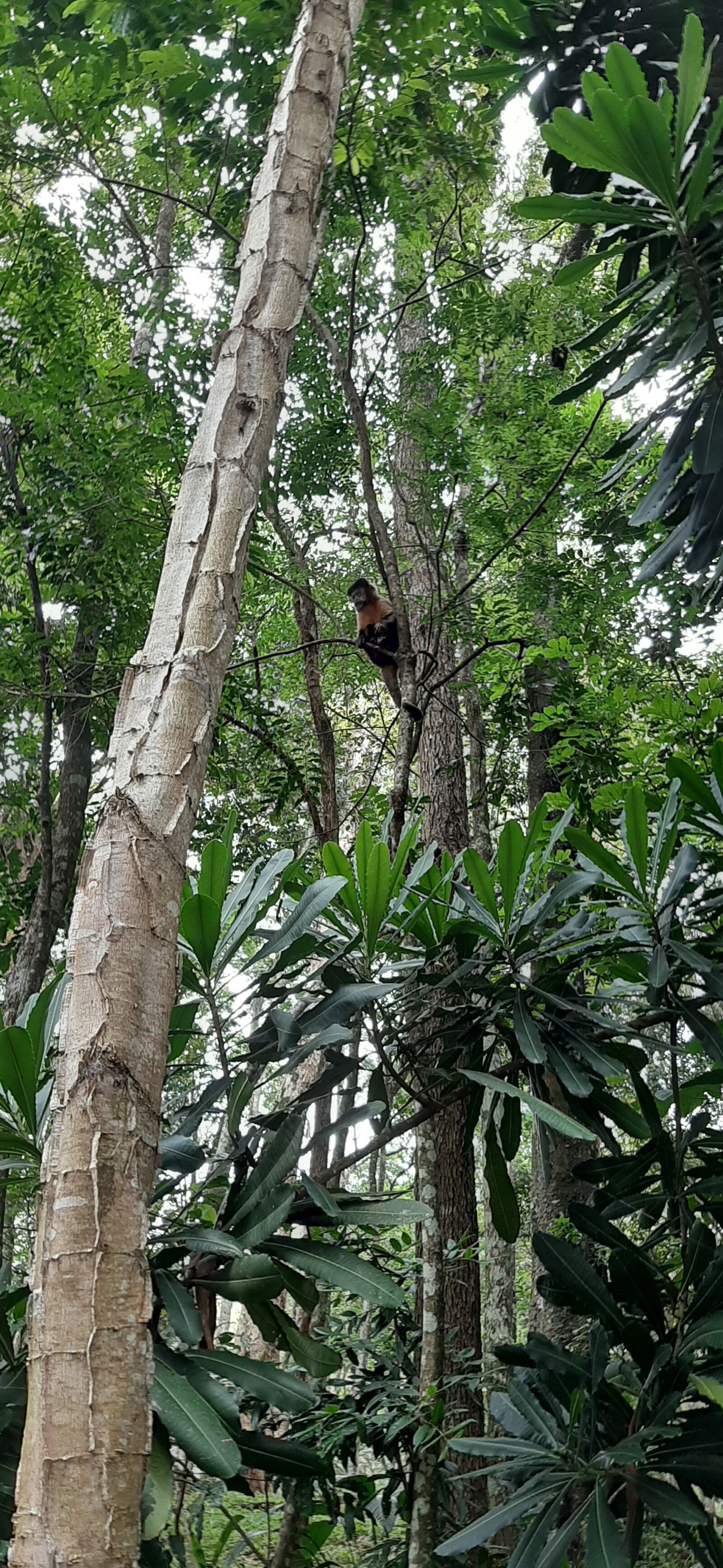 Samsung Galaxy A50 sample photo. Forest, nature, trunk photography
