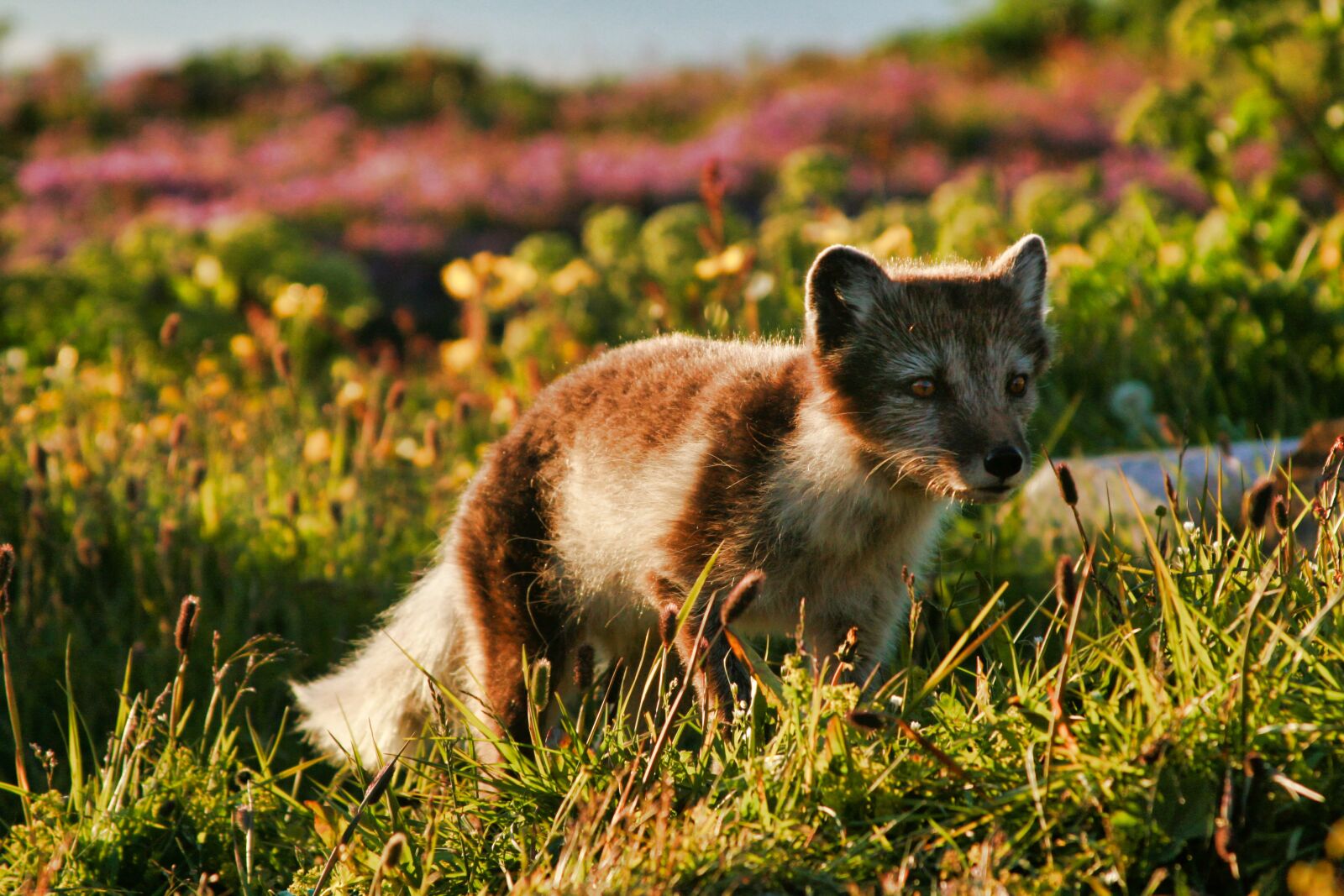 Canon EOS 400D (EOS Digital Rebel XTi / EOS Kiss Digital X) sample photo. Arctic fox, animal, fox photography
