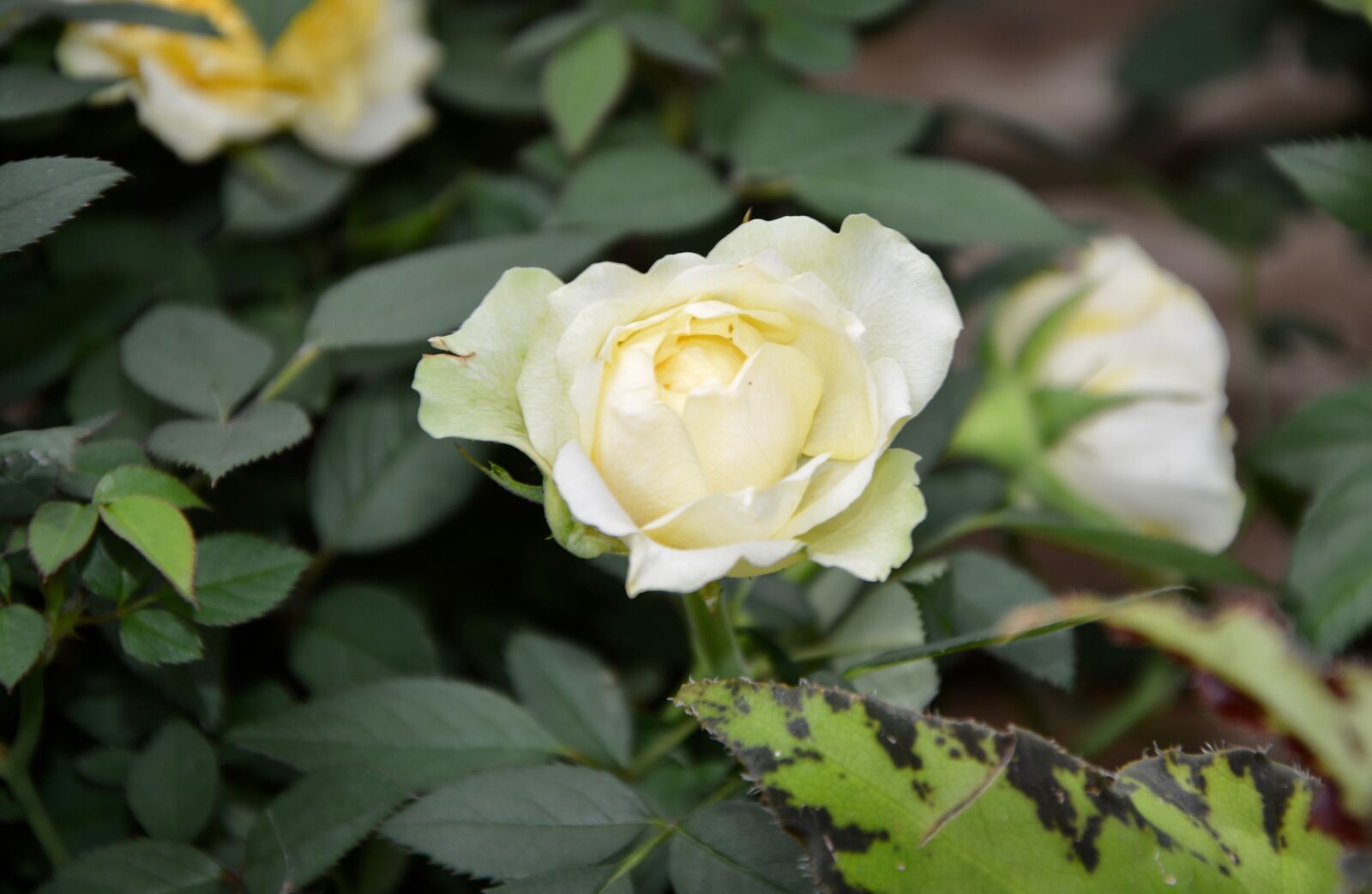 Nikon D5200 sample photo. White rose, rosebush, spicy photography