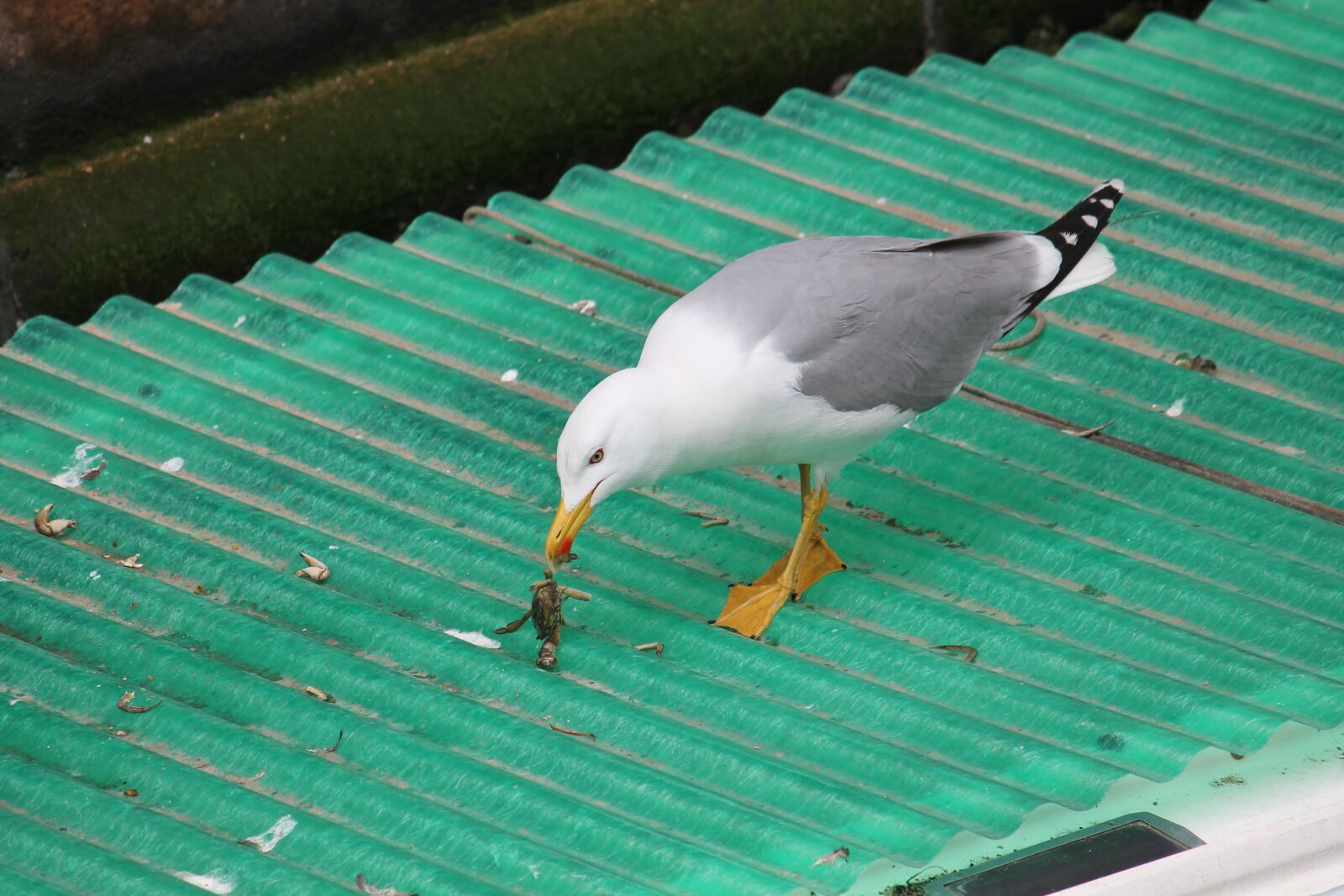 Canon EOS 1100D (EOS Rebel T3 / EOS Kiss X50) sample photo. Bird, nature, wildlife photography
