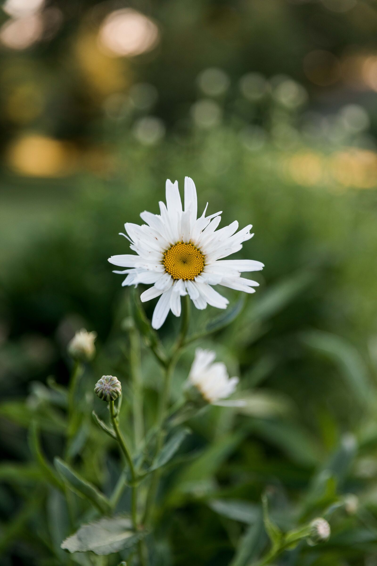 Canon EOS 5D Mark IV sample photo. Flower, floral, greenery photography