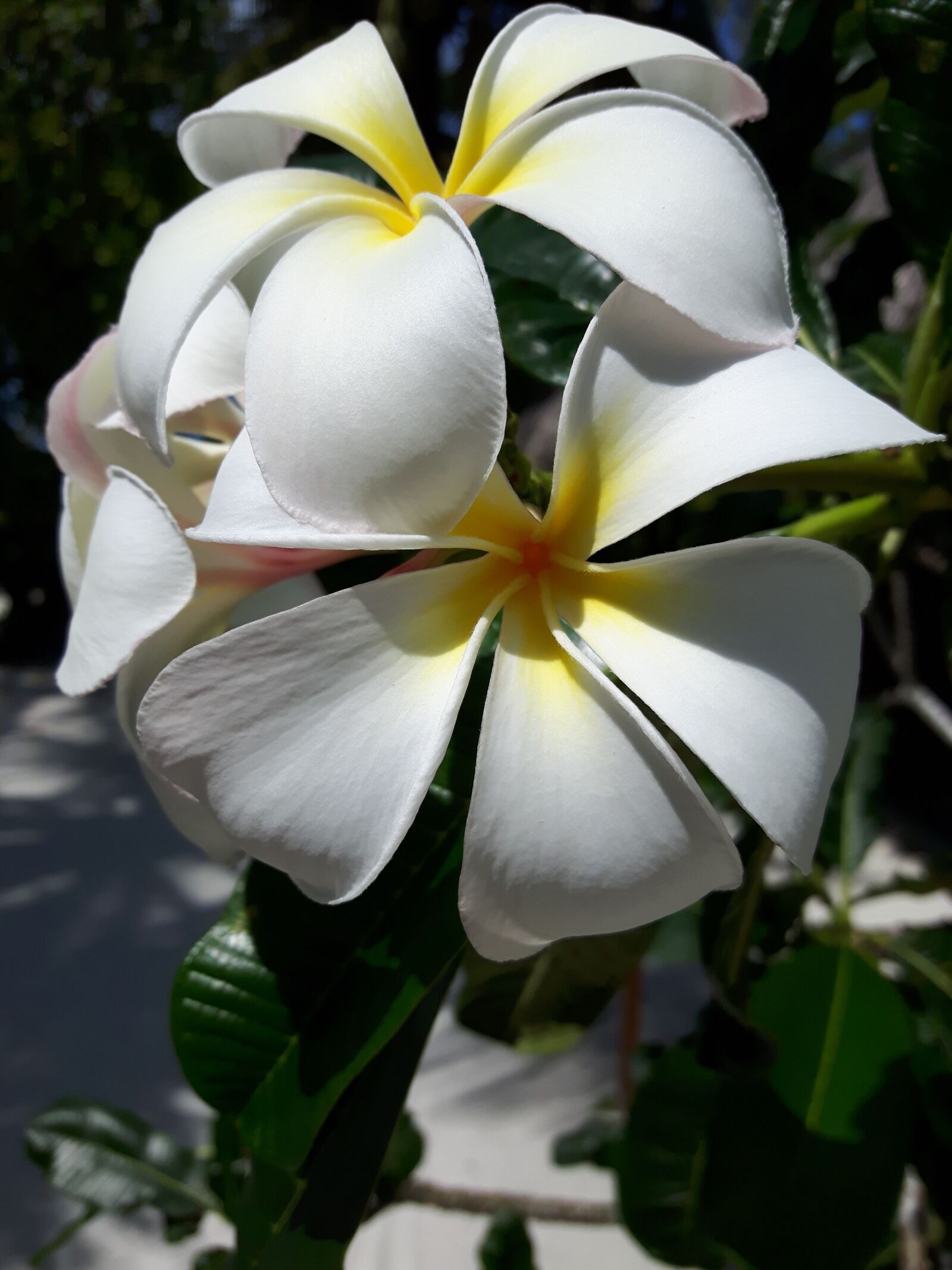 Samsung Galaxy S5 Neo sample photo. Flower, francipani, island photography