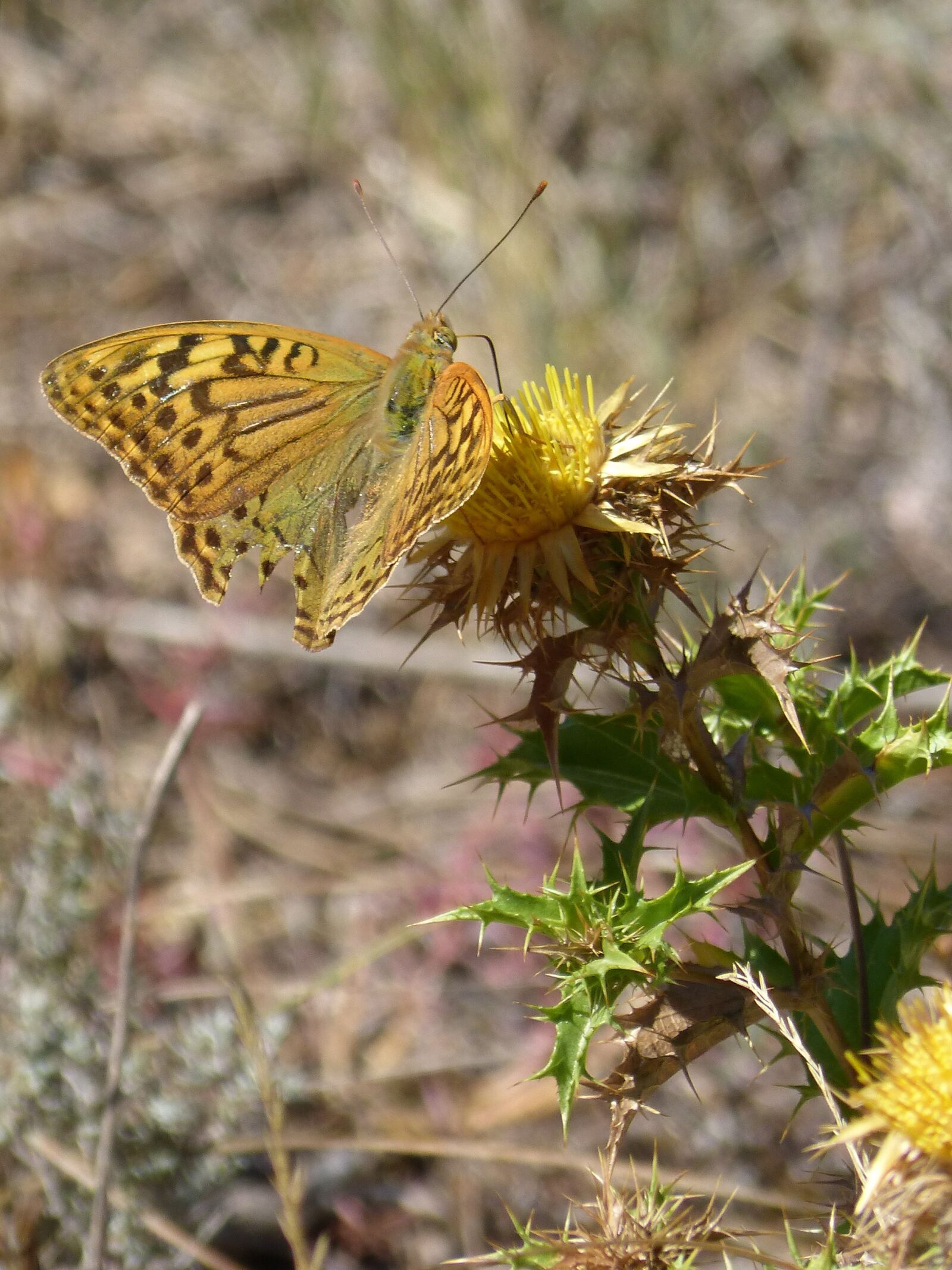 Panasonic DMC-FZ62 sample photo. Butterfly, maiden waves, marsh photography