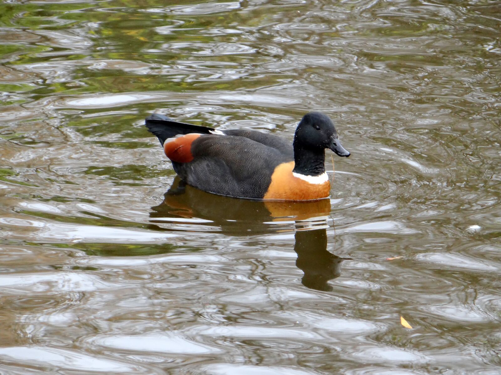 Sony DSC-HX200V sample photo. Mallard paradise, new zealand photography