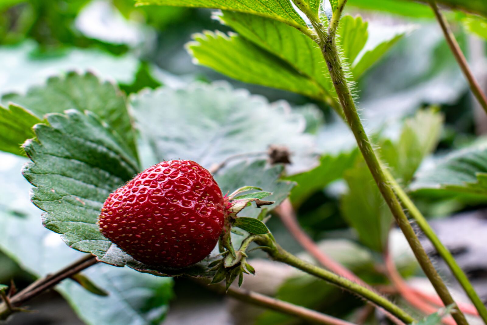 Nikon D5300 sample photo. Strawberry, strawberry plant, fruit photography