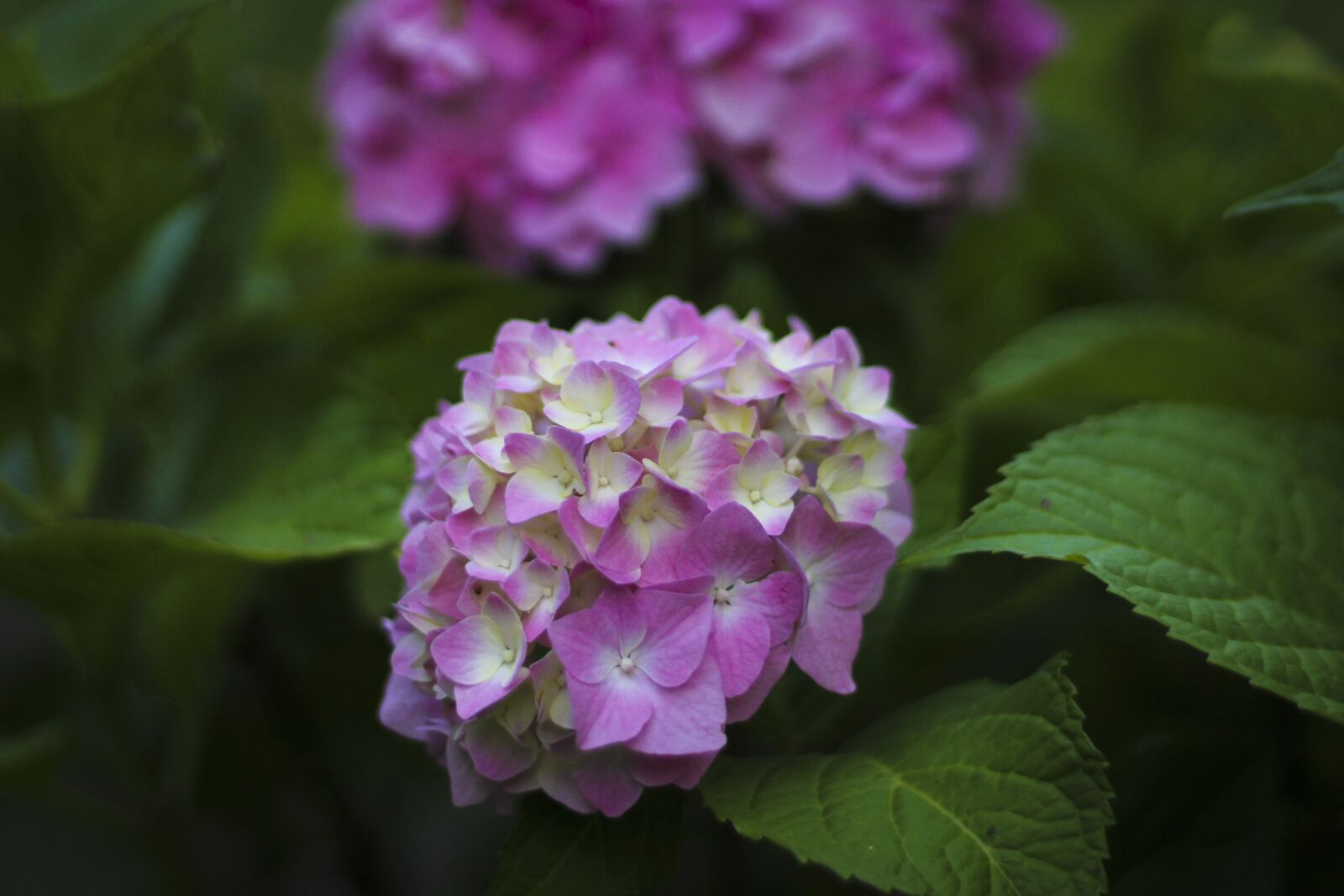Canon EOS 100D (EOS Rebel SL1 / EOS Kiss X7) + Canon EF 50mm F1.8 STM sample photo. Hydrangea, flower, flowers photography