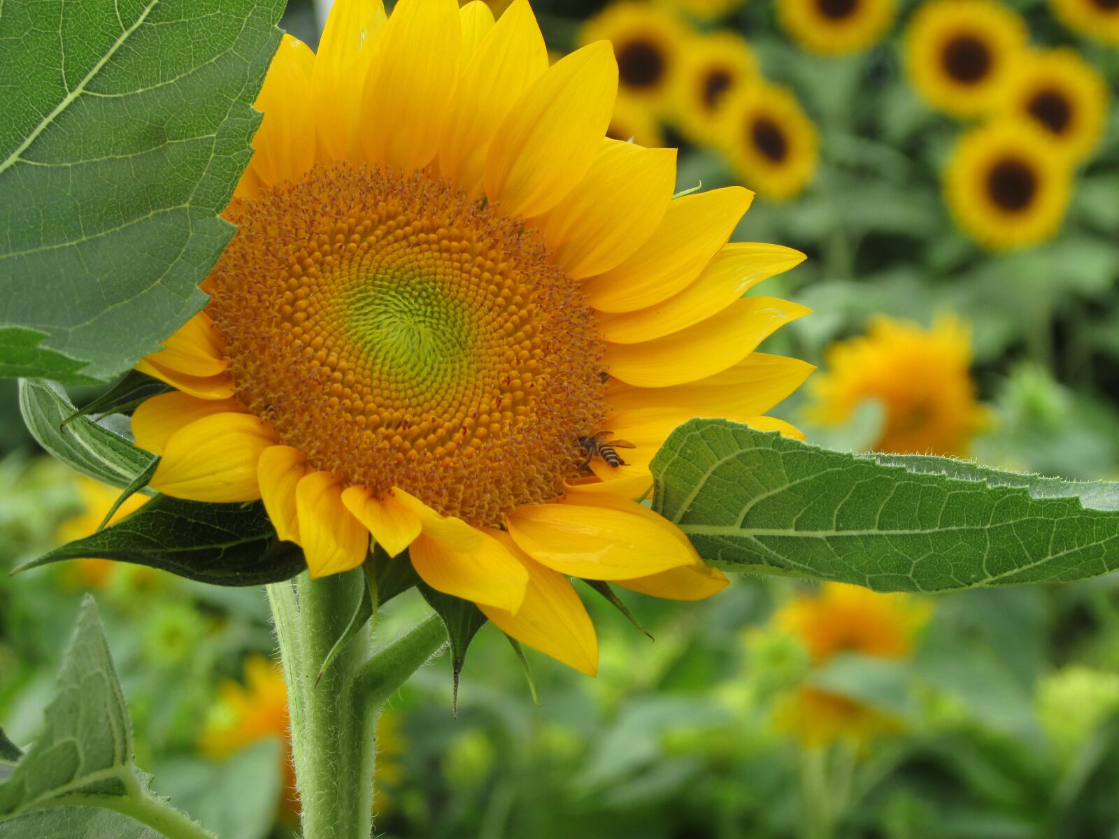 Canon PowerShot SX400 IS sample photo. Sun flower, sun flower photography