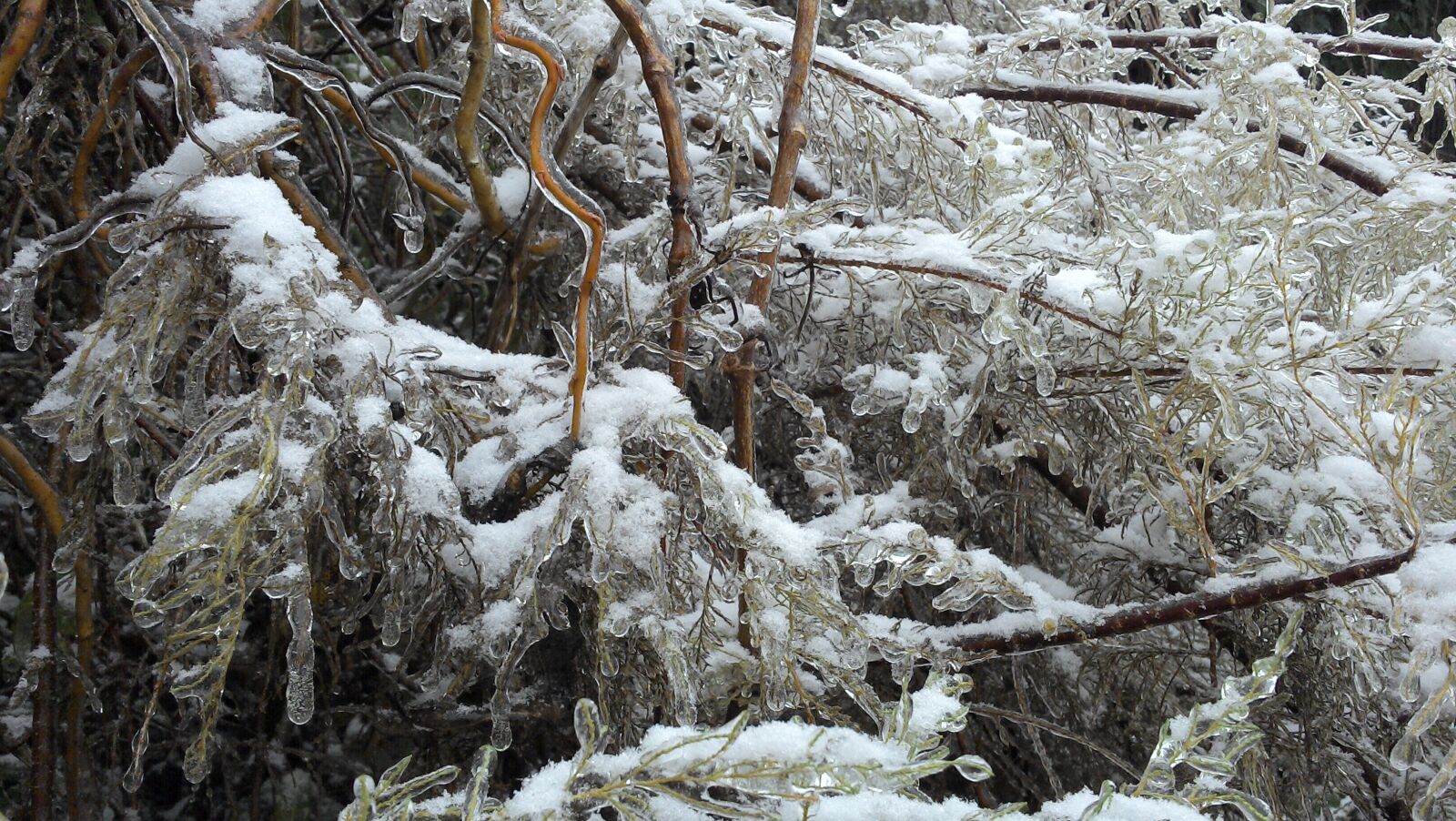 Motorola RAZR i sample photo. Tree, snow, frozen photography
