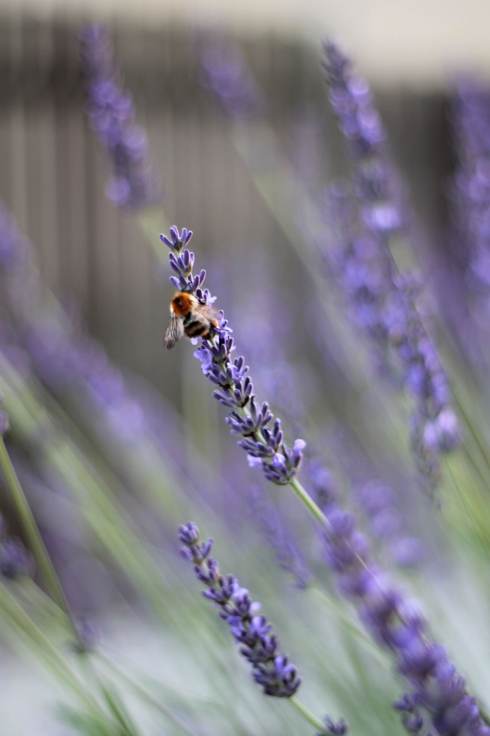 Canon EF 50mm F1.8 II sample photo. Lavender, bee, insect photography