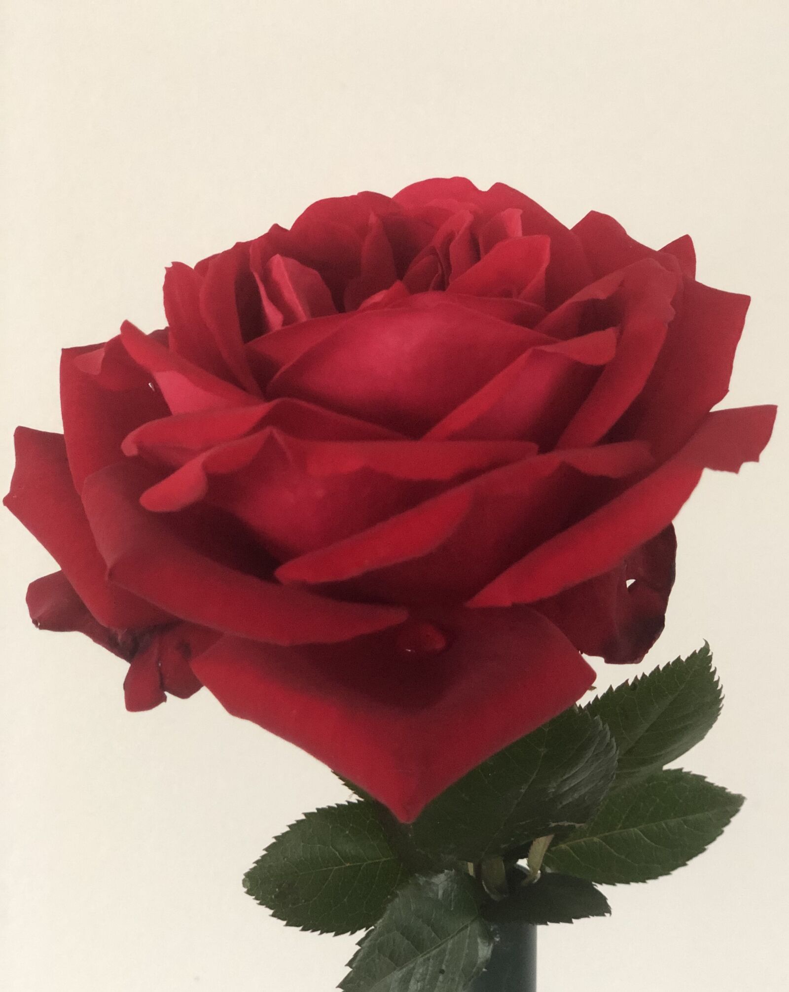 iPhone X back dual camera 6mm f/2.4 sample photo. Rosa, red, love photography