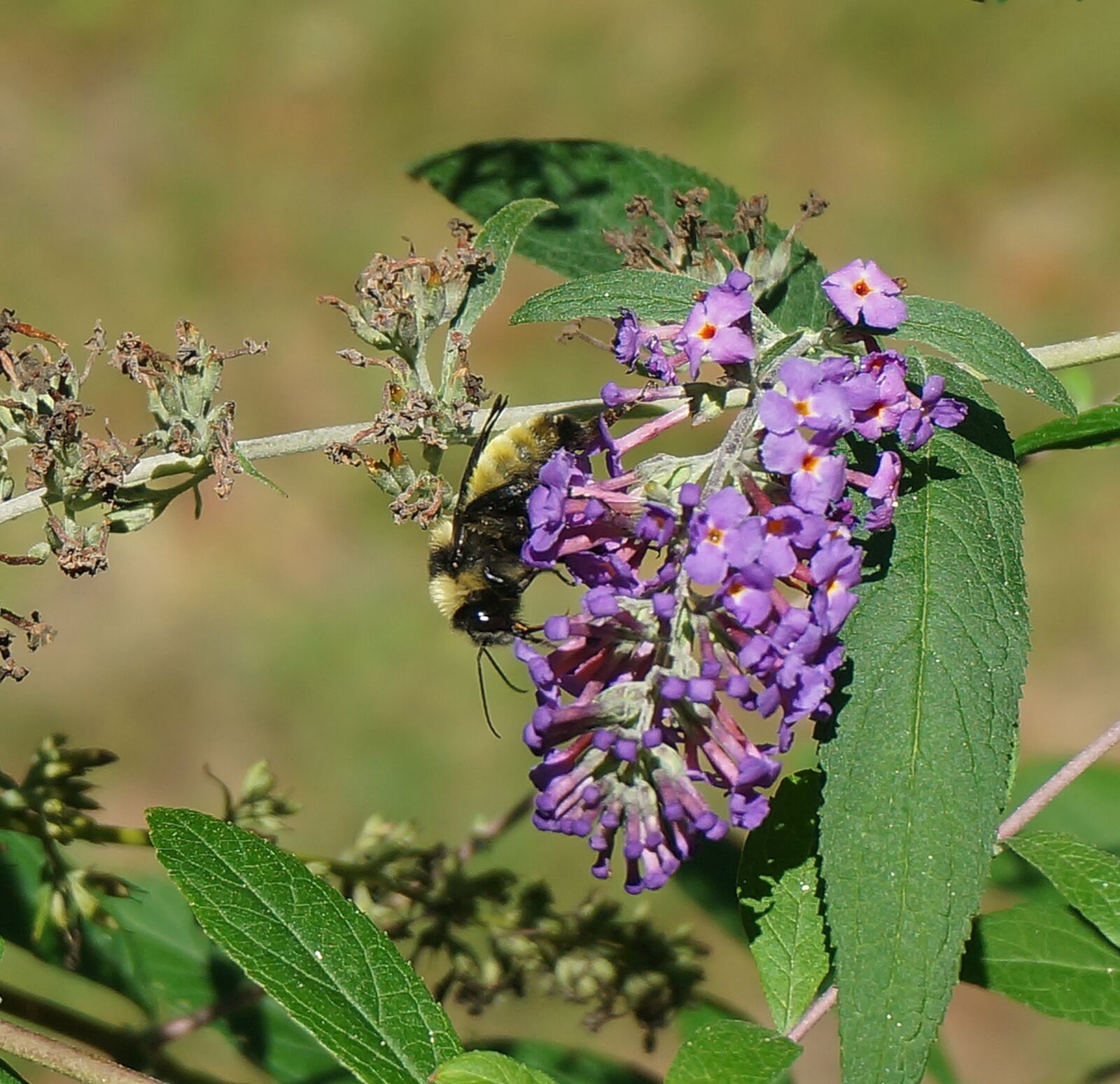 Sony Alpha NEX-5T sample photo. Bumble bee, bee, insect photography