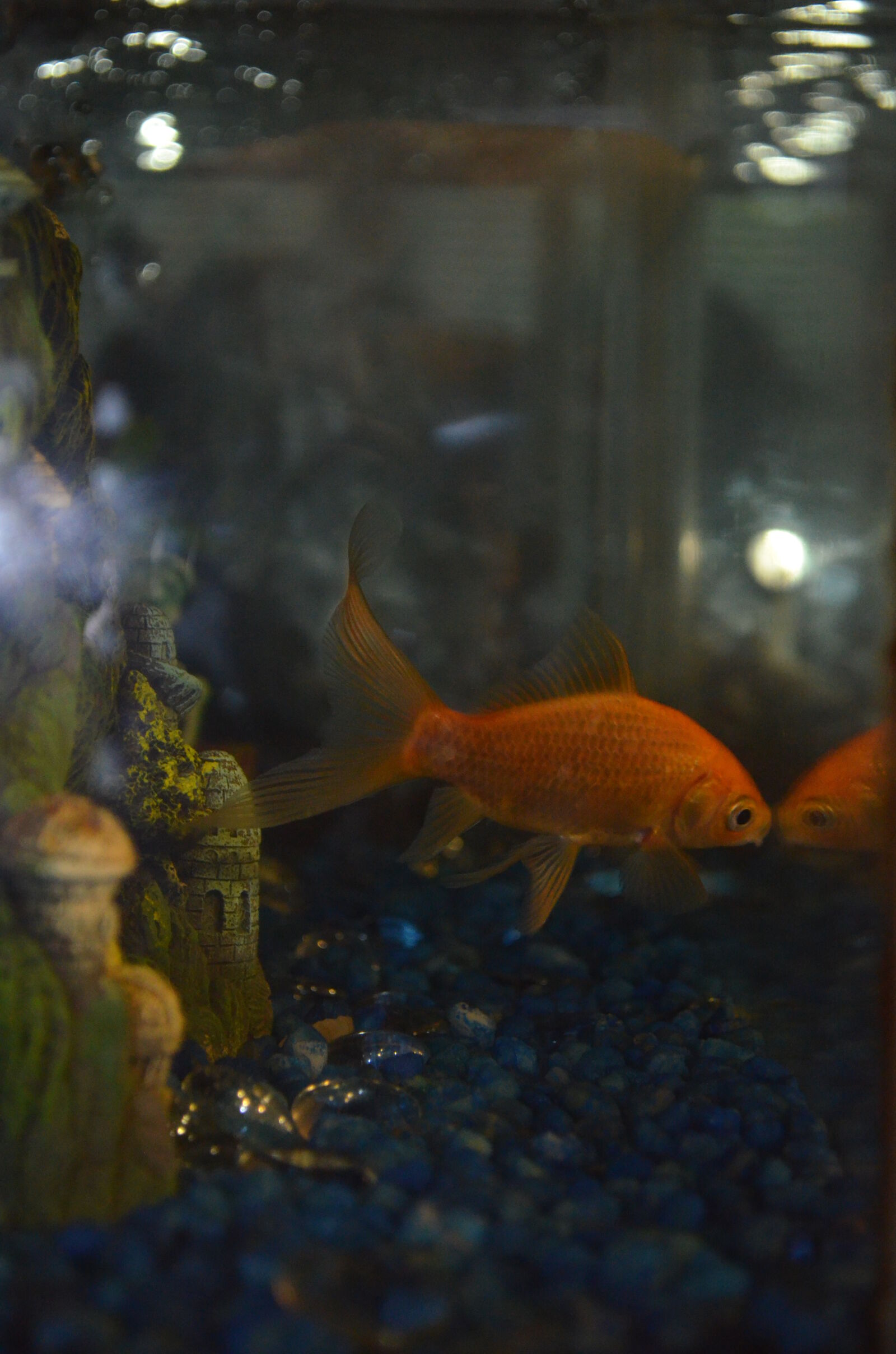 Nikon D5100 sample photo
