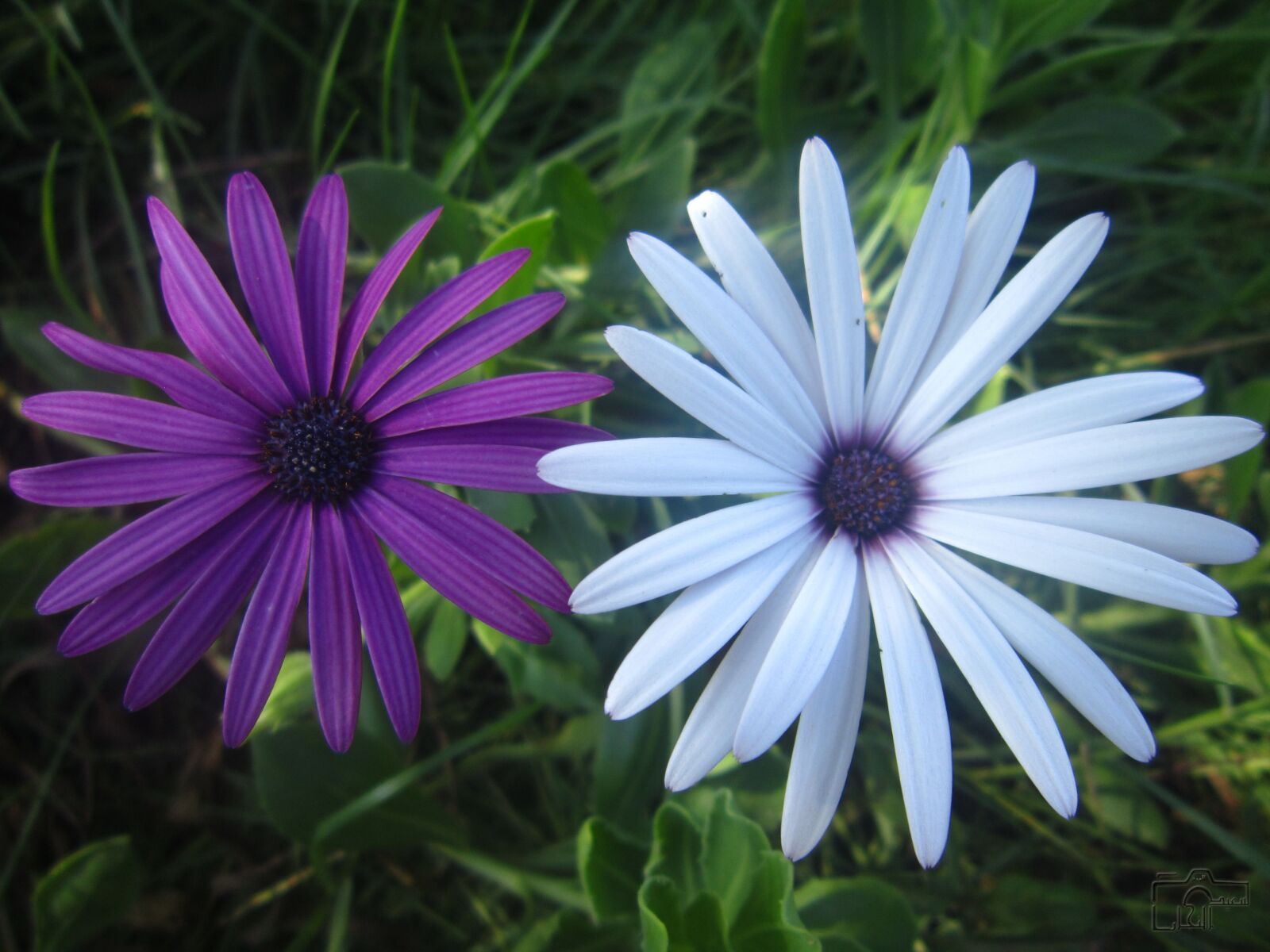 Canon PowerShot A3300 IS sample photo. With each other, photography photography