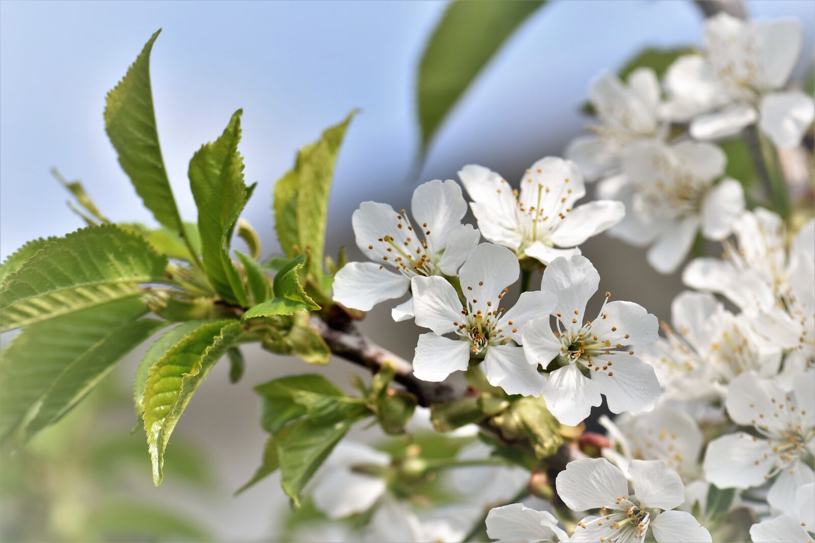 Nikon D5500 sample photo. Cherry blossoms, flowers, leaves photography